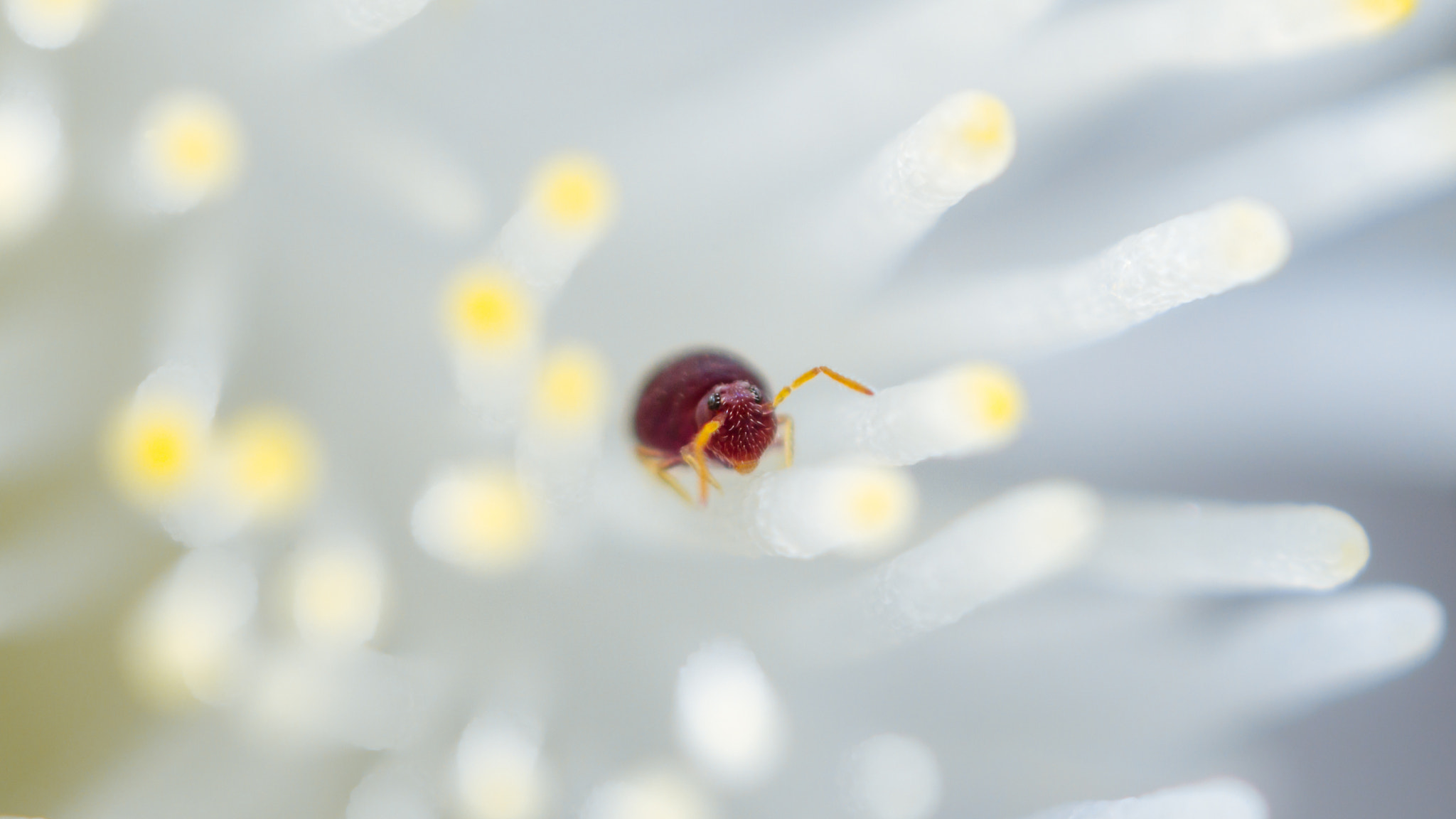 Canon MP-E 65mm F2.5 1-5x Macro Photo sample photo. Deuterosminthurus pallipes photography