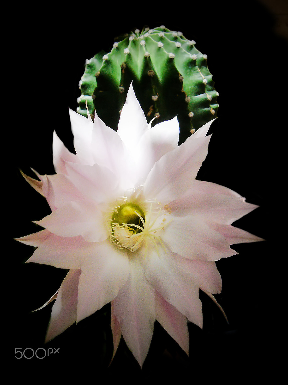 Panasonic DMC-LC80 sample photo. Flowers of cactus photography