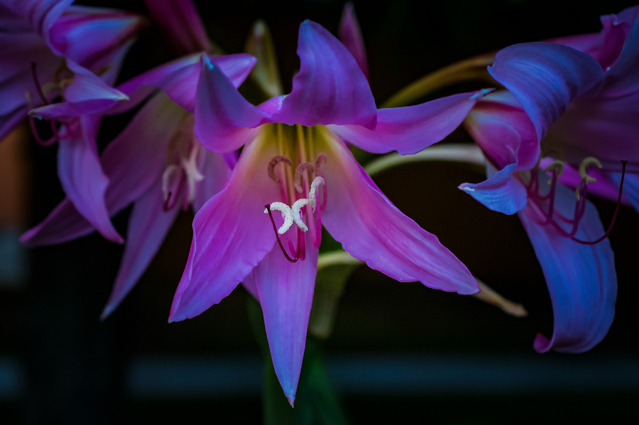 Nikon AF-S DX Micro Nikkor 40mm F2.8 sample photo. Purple lilies photography