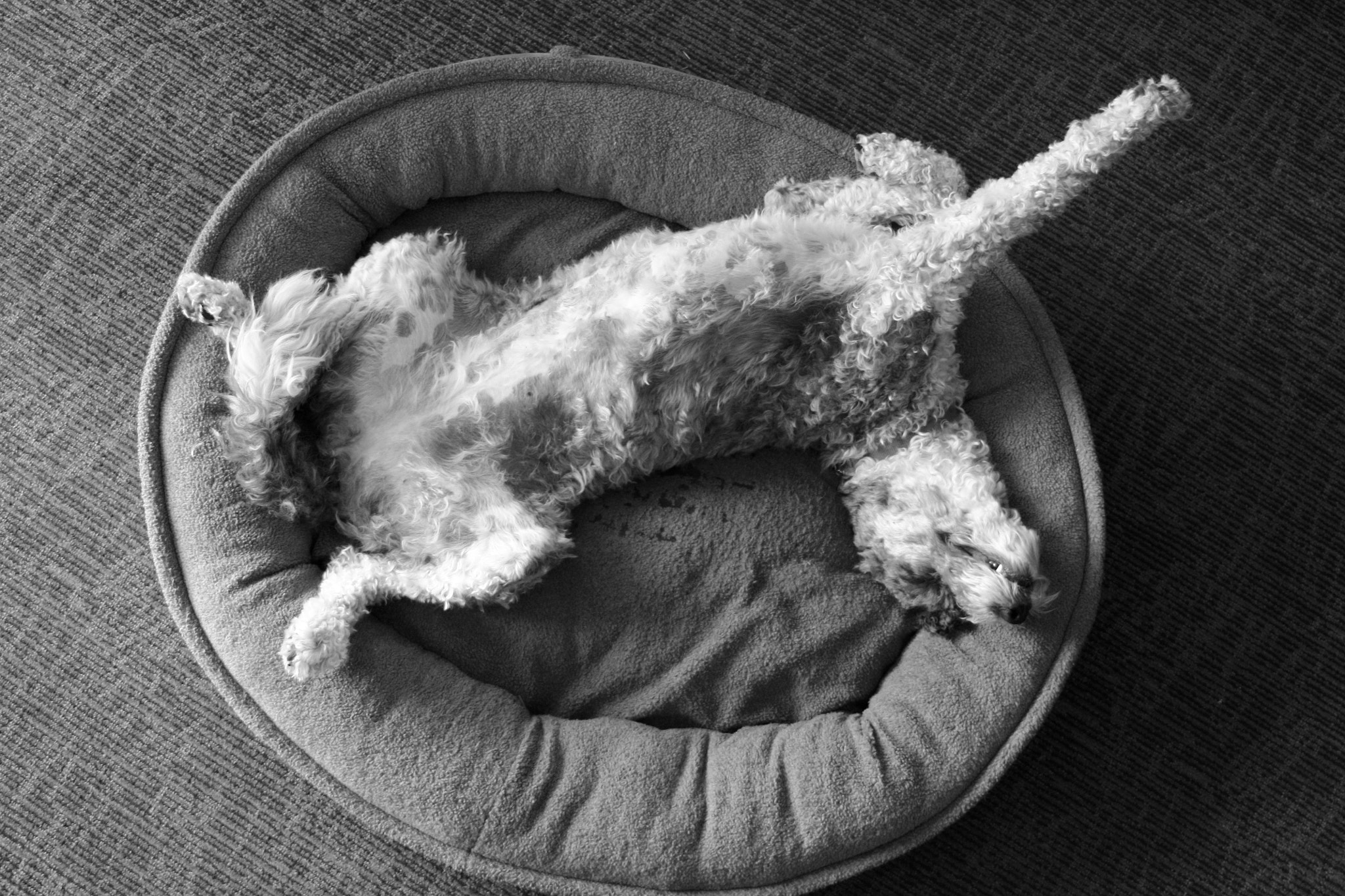 Canon EOS 450D (EOS Rebel XSi / EOS Kiss X2) sample photo. Not very lady-like... photography