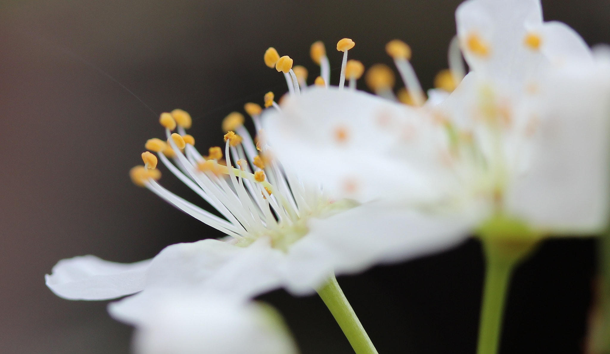 Canon EF-S 60mm F2.8 Macro USM sample photo. Pollen photography