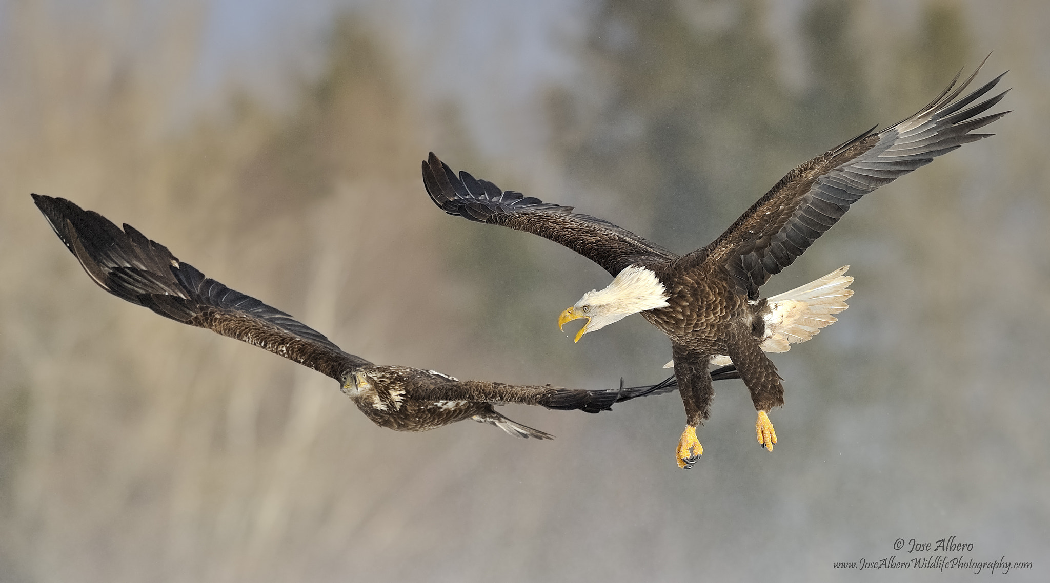 Nikon AF-S Nikkor 500mm F4D ED-IF II sample photo. Mid air debate photography