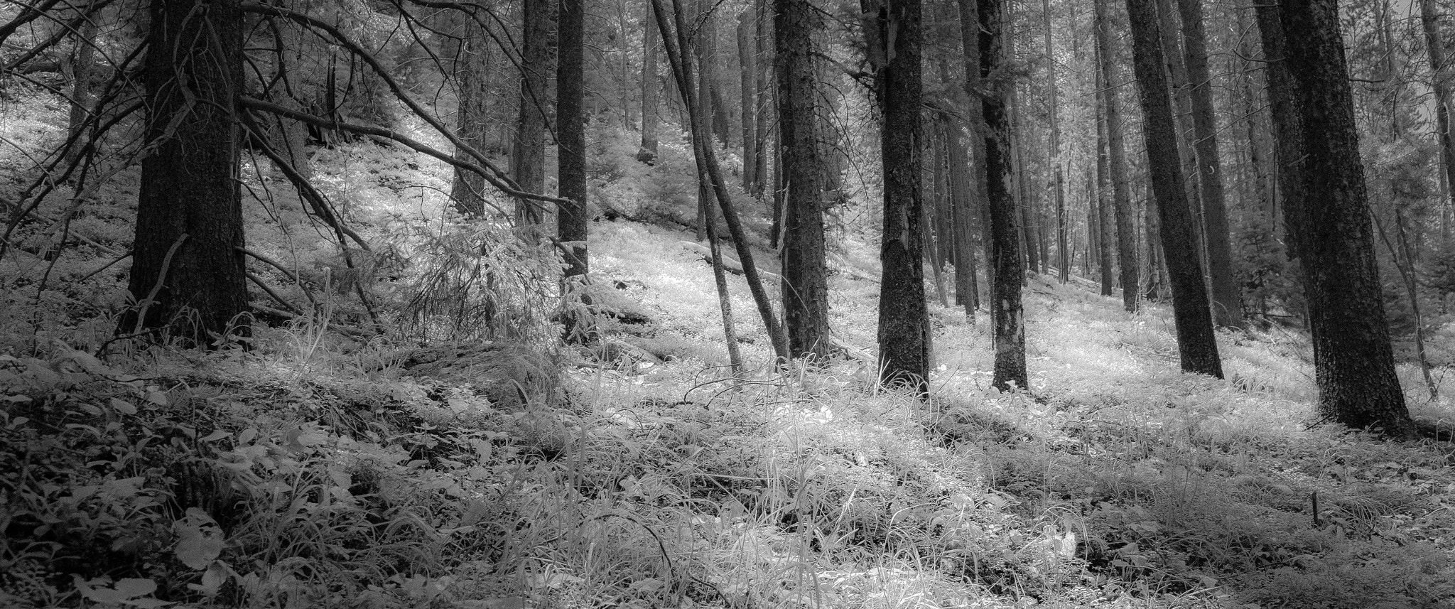 Sony SLT-A58 sample photo. In the trees photography