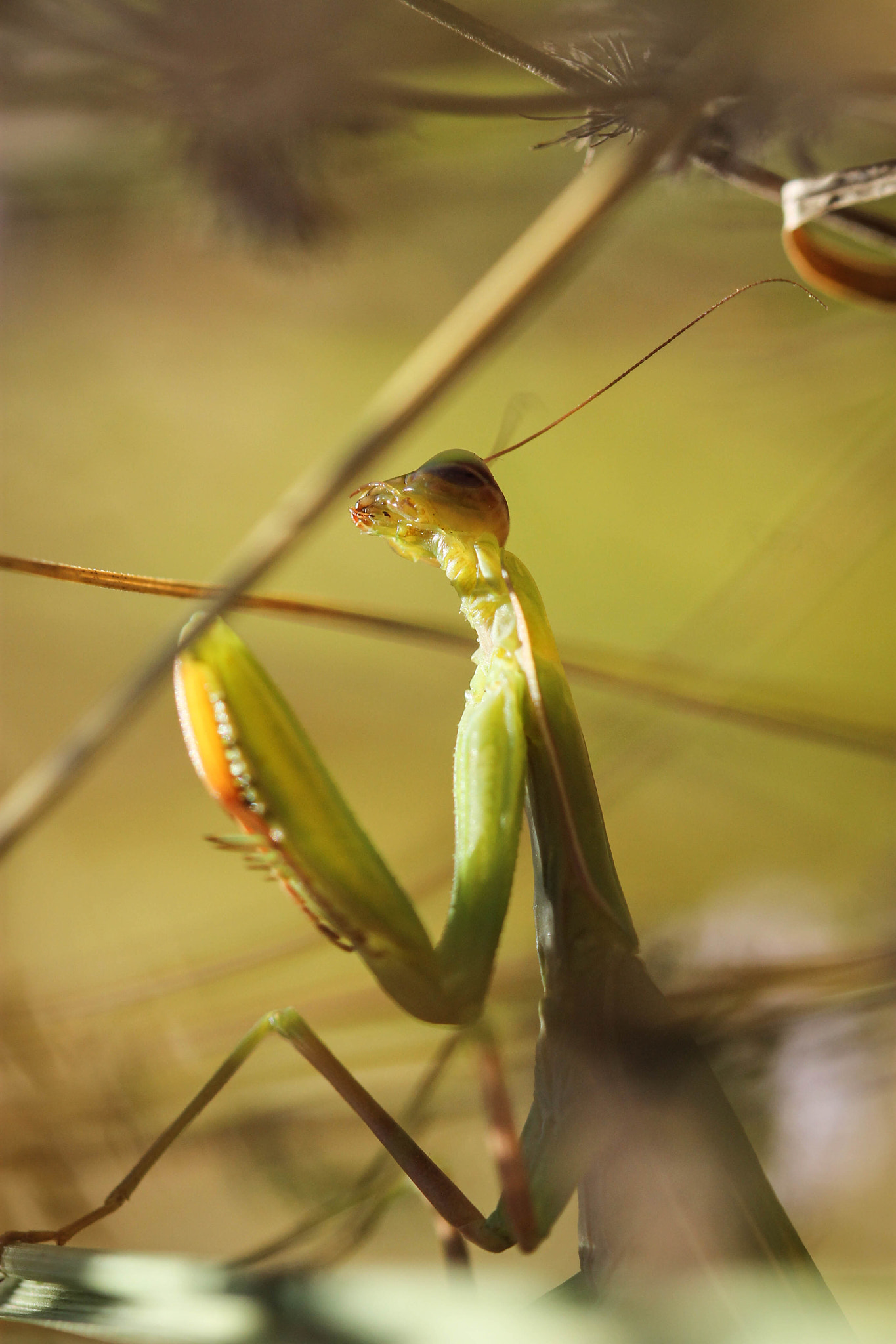 Canon EF 100mm F2.8 Macro USM sample photo. Mantis photography