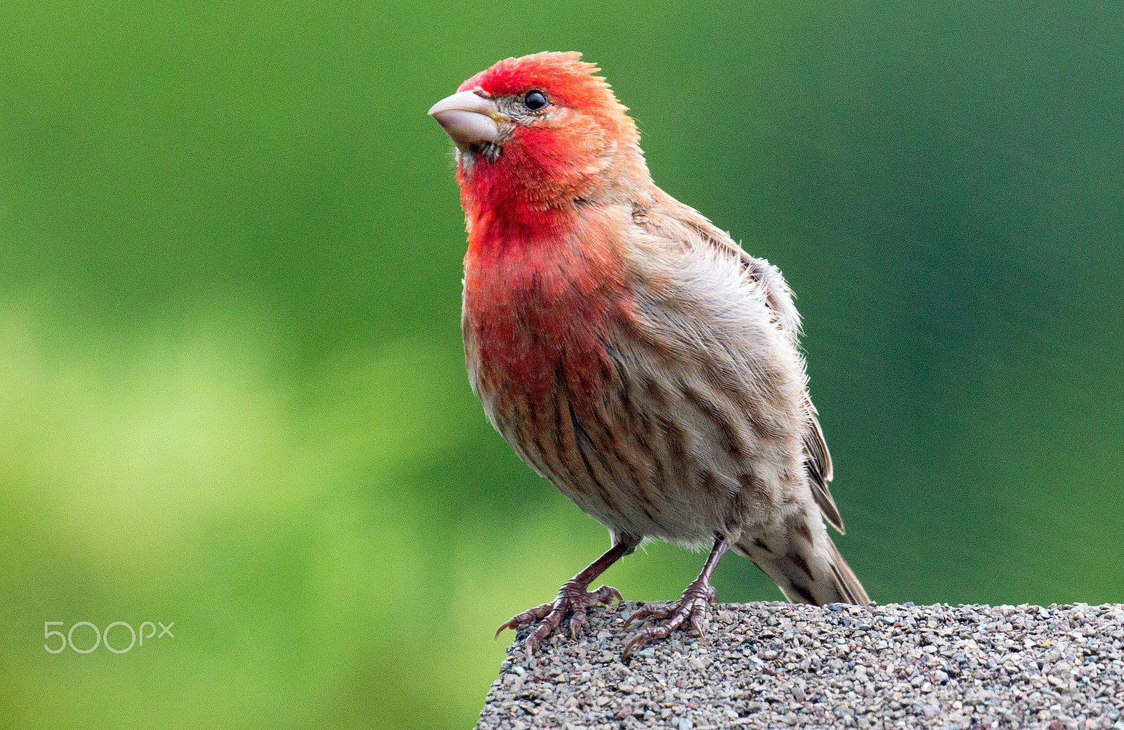 Canon EOS 60D + Canon EF 100-400mm F4.5-5.6L IS II USM sample photo. Male purple finch at my backyard photography