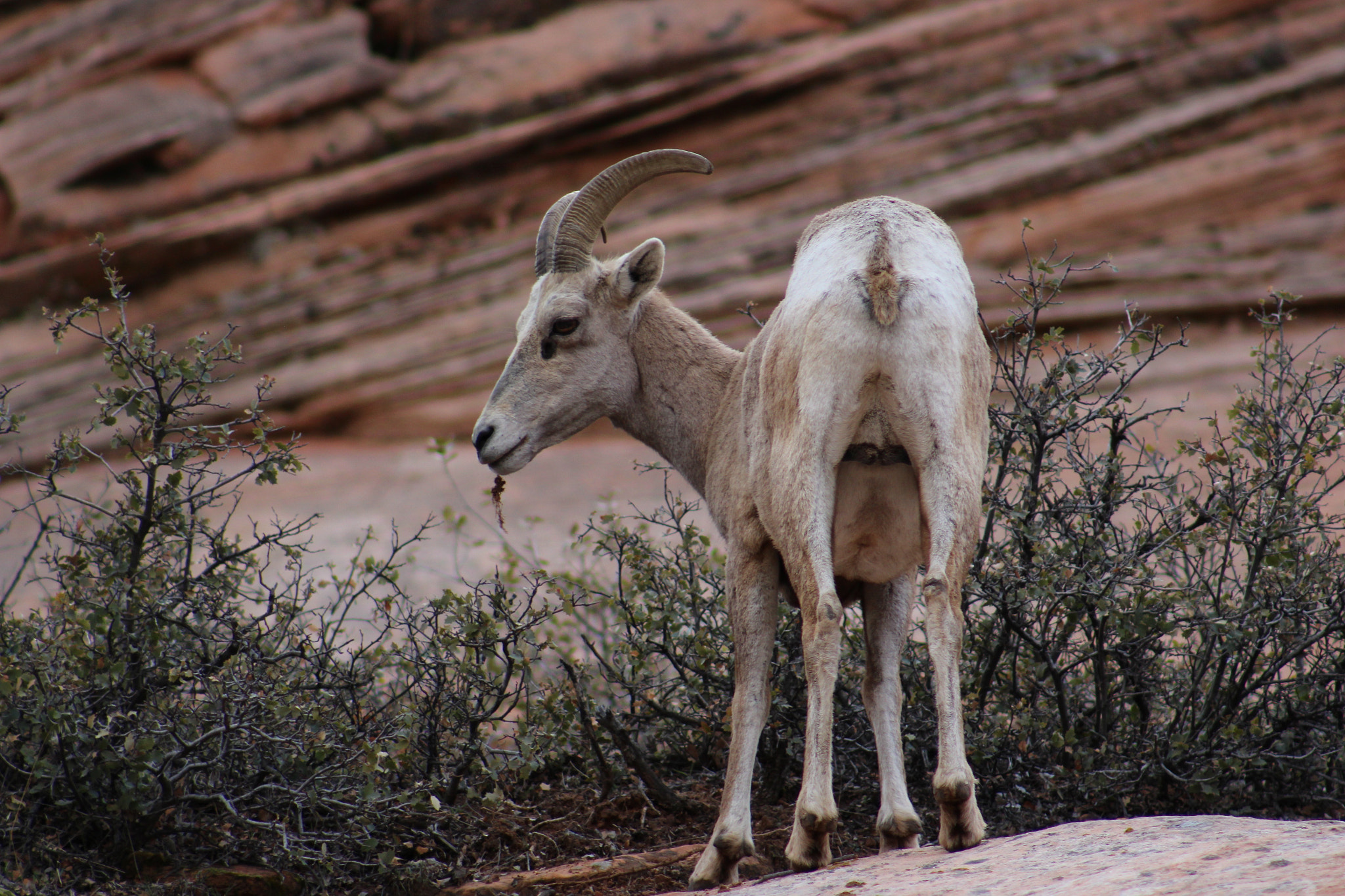 Canon EOS 650D (EOS Rebel T4i / EOS Kiss X6i) + EF75-300mm f/4-5.6 sample photo. Mountain goat photography