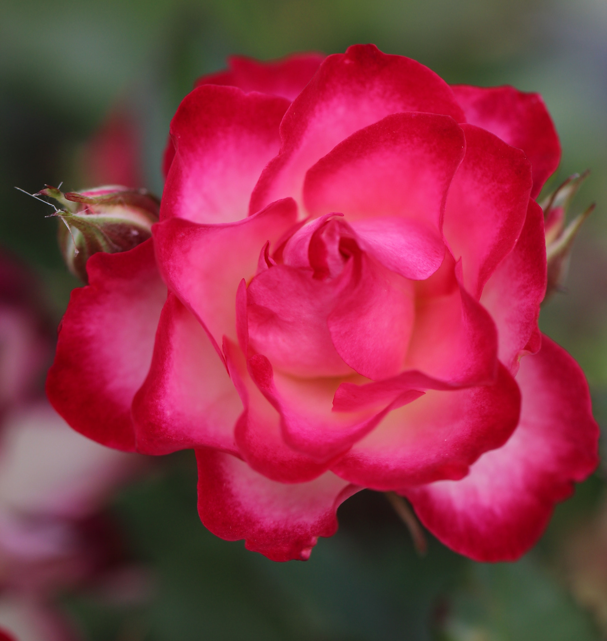 Canon EF 100mm F2.8L Macro IS USM sample photo. From the rose garden photography