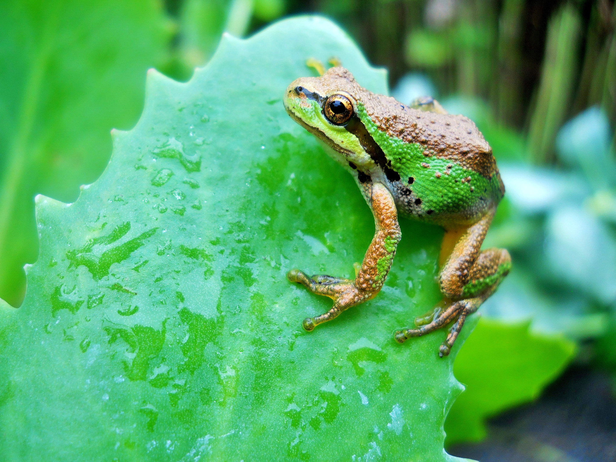 Nikon Coolpix L24 sample photo. Green tree frog enjoying fall rain. photography
