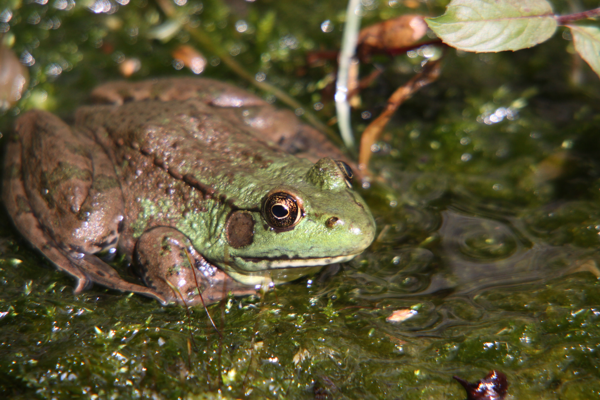 Canon EOS 50D + Sigma 18-250mm F3.5-6.3 DC OS HSM sample photo. Frog in pond photography