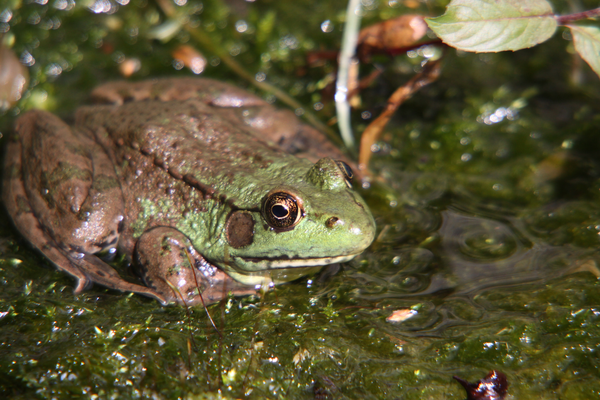 Sigma 18-250mm F3.5-6.3 DC OS HSM sample photo. Frog in pond photography