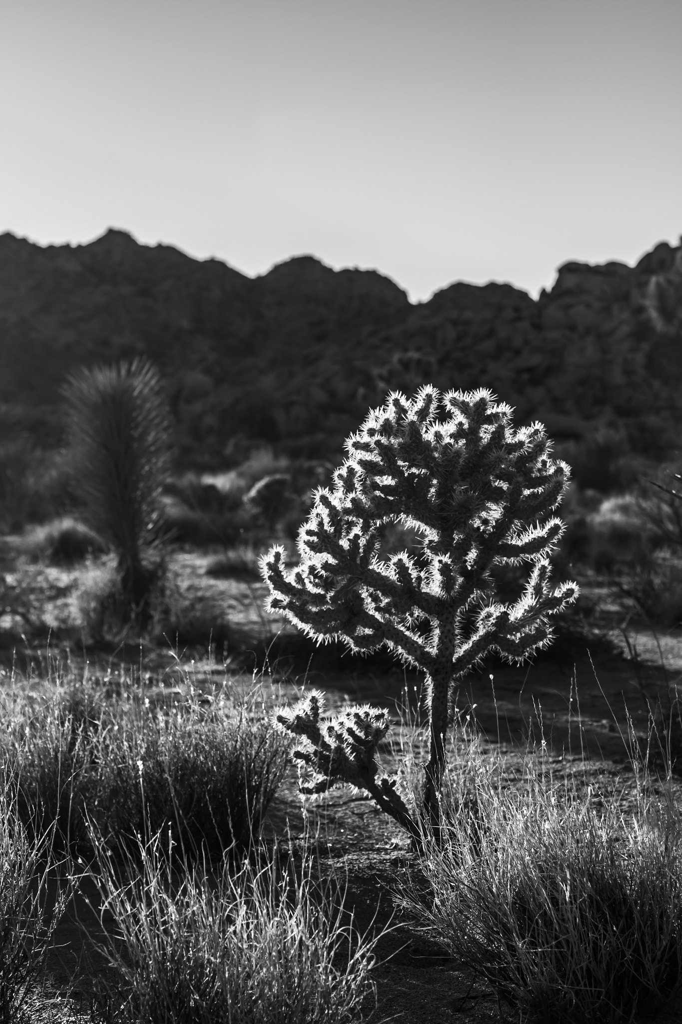 Canon EF 50mm F2.5 Macro sample photo. Prickly cactus photography