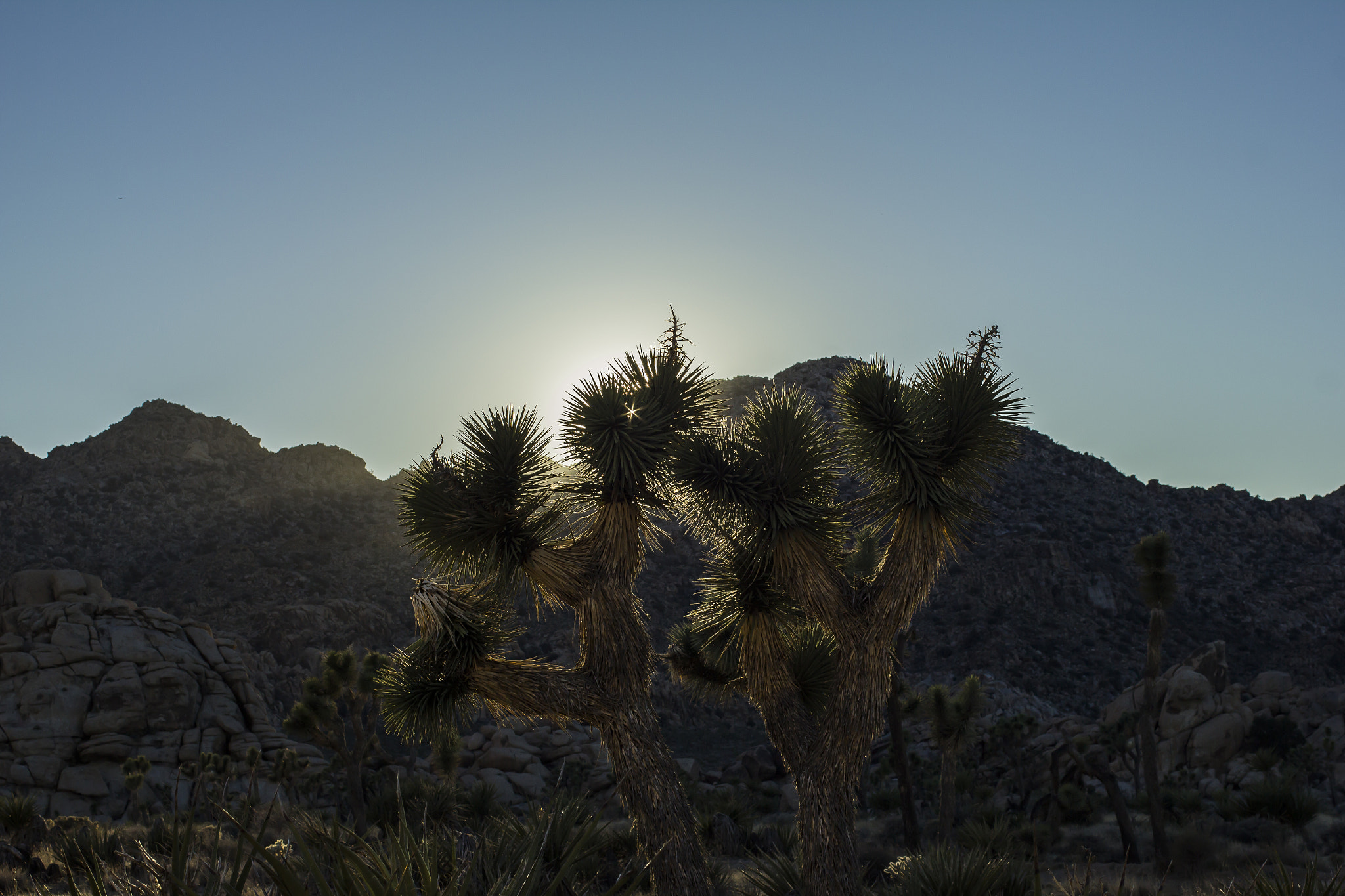 Canon EF 50mm F2.5 Macro sample photo. Joshua tree photography