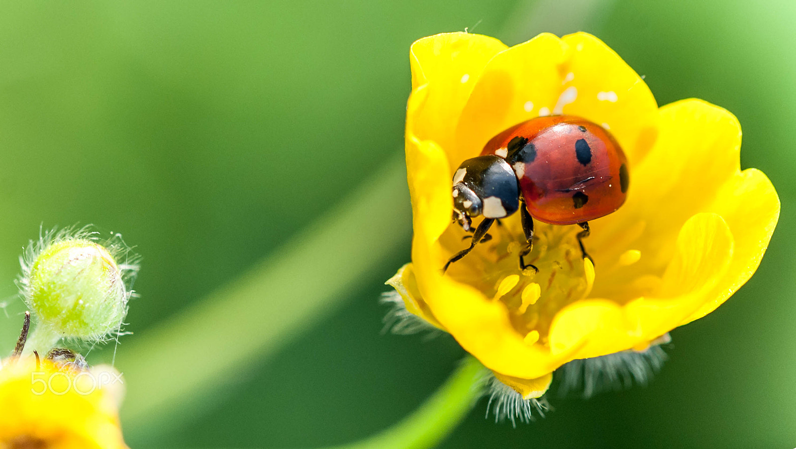 Sigma 105mm F2.8 EX DG OS HSM sample photo. Ladybug photography