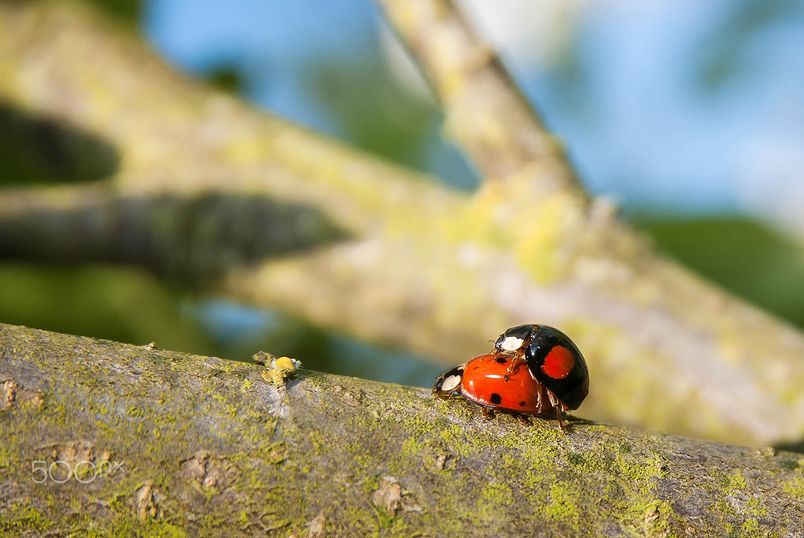 Sigma 17-70mm F2.8-4 DC Macro OS HSM | C sample photo. Ladybug photography