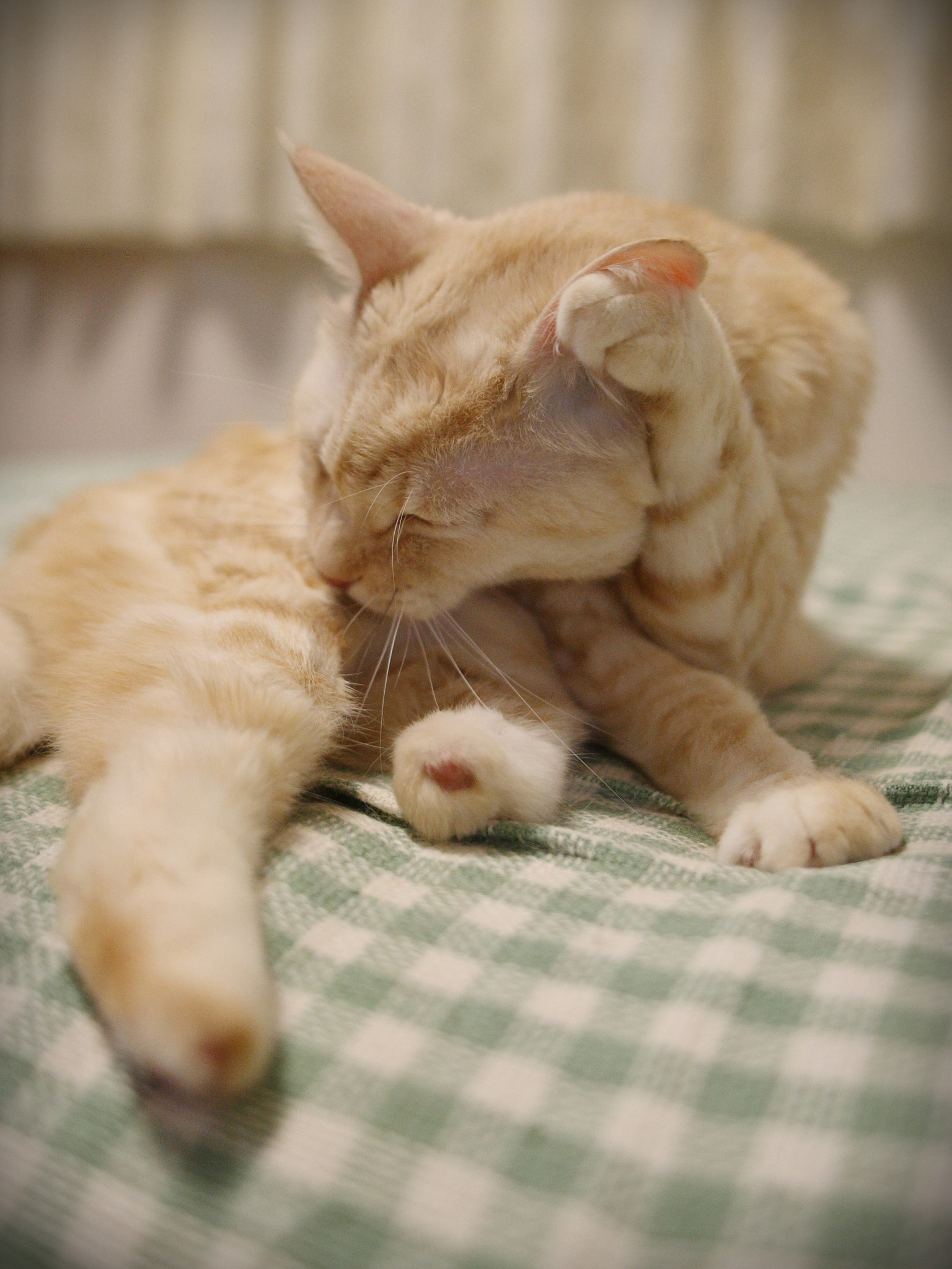 Canon EOS-1D Mark III + Sigma 28mm f/1.8 DG Macro EX sample photo. Rainy day photography