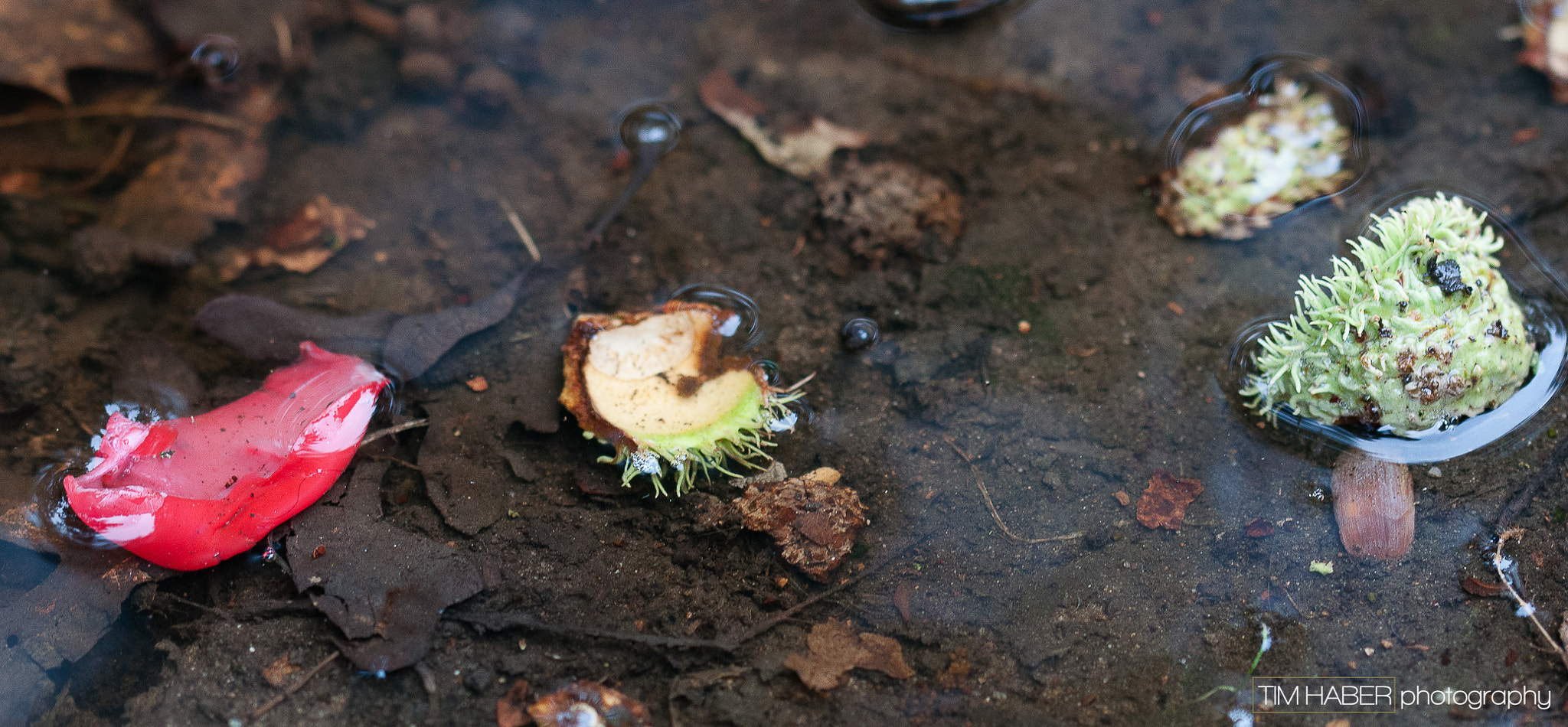 Sigma 105mm F2.8 EX DG OS HSM sample photo. Treasures in a puddle photography
