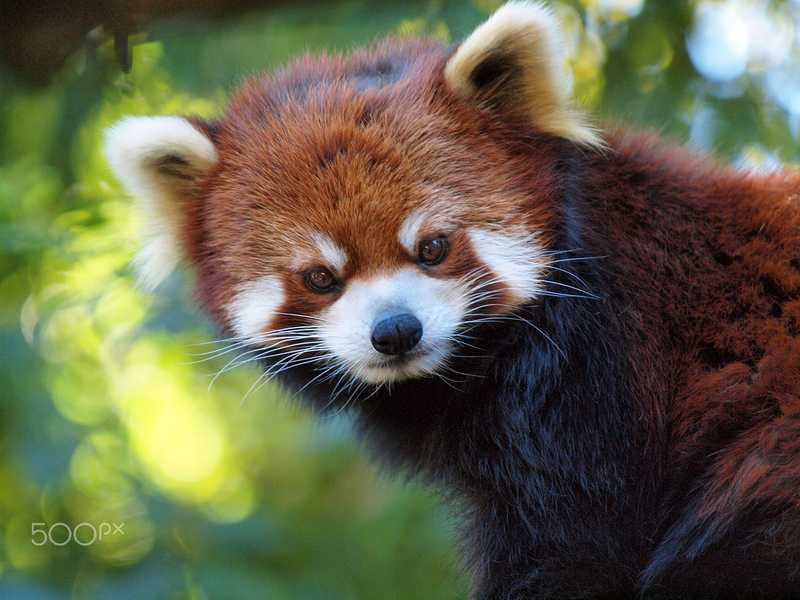 Olympus E-30 sample photo. Firefox! photography