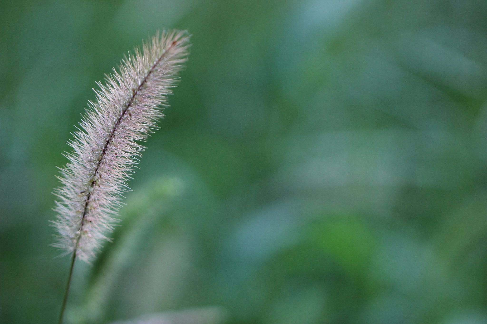 Canon EF 100mm F2.8L Macro IS USM sample photo. Setaria photography