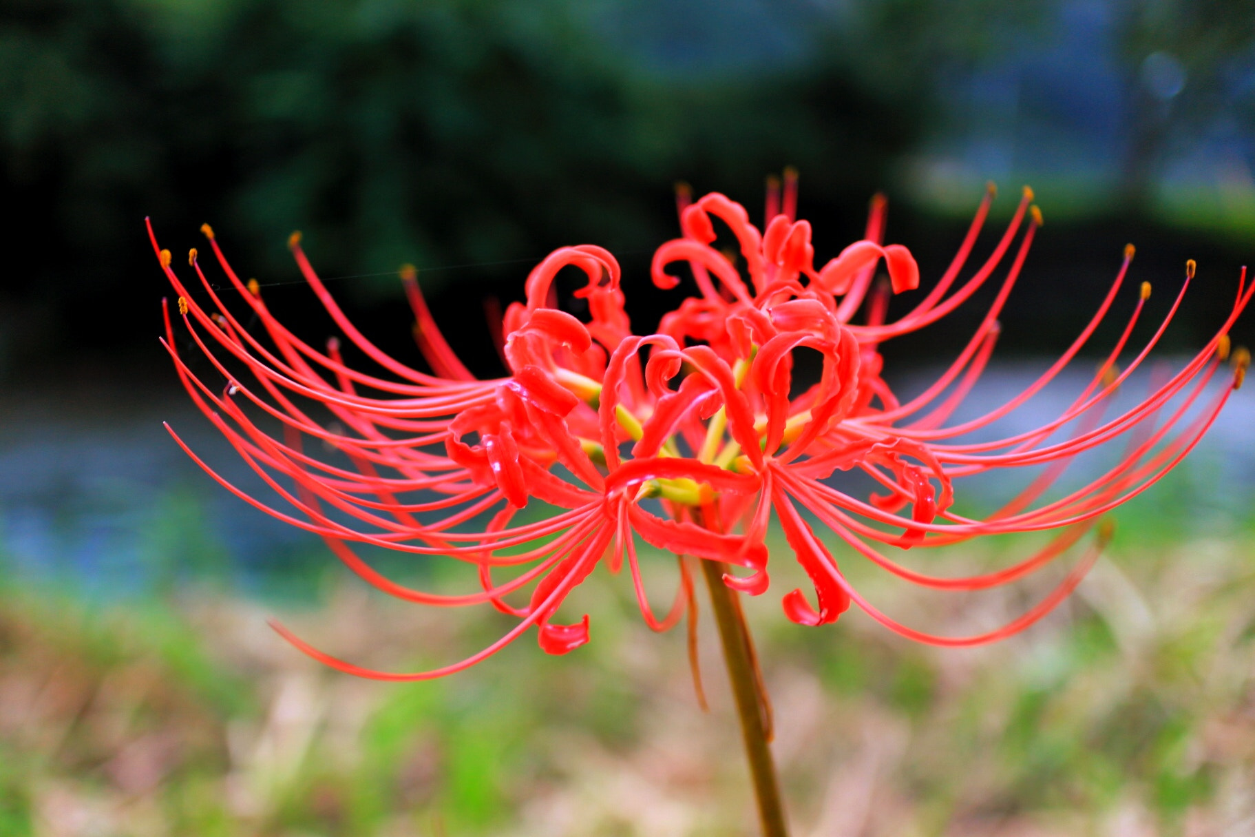 Canon EOS M2 + Canon EF-M 22mm F2 STM sample photo. Red spider lily. photography