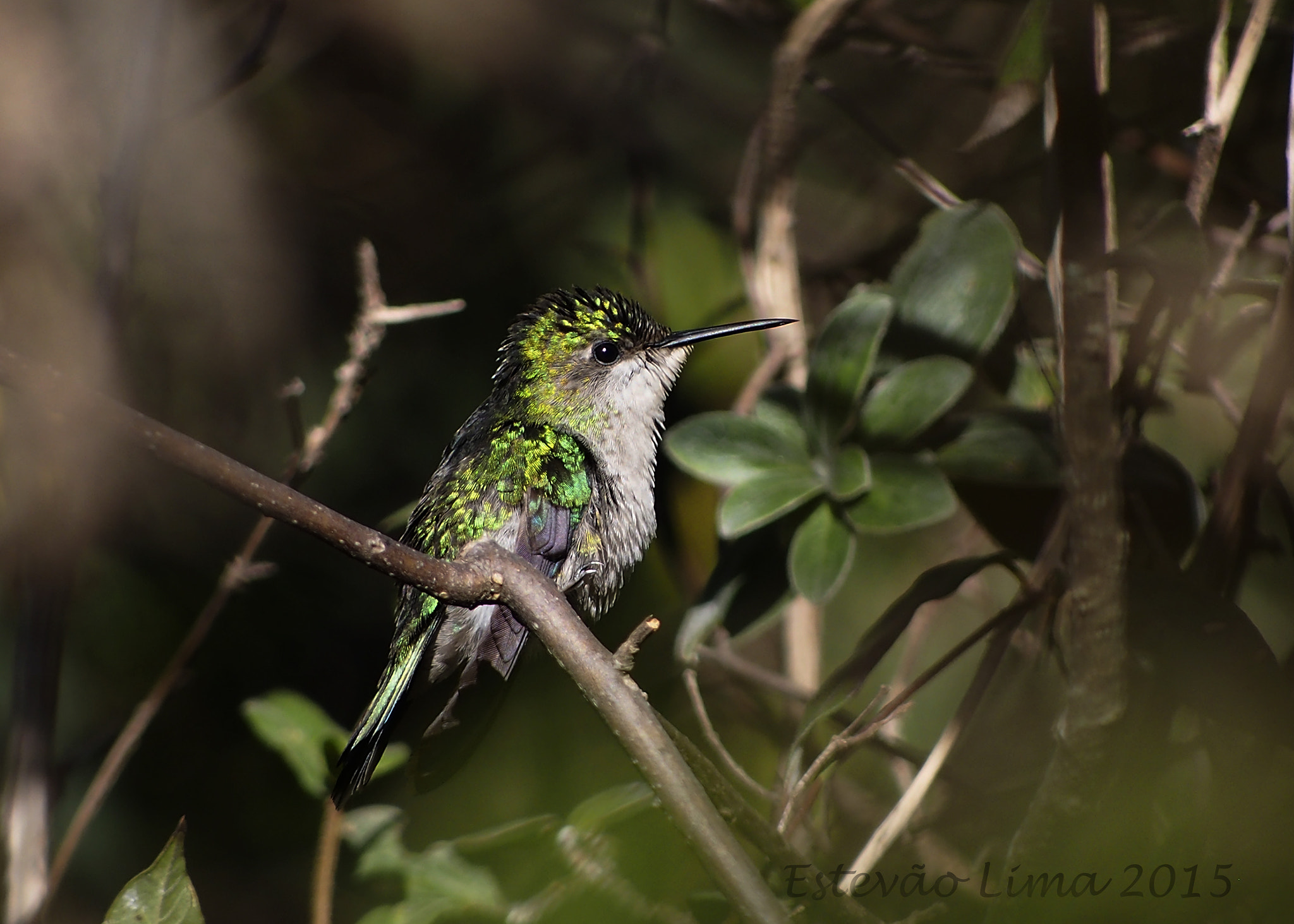Panasonic Lumix G Vario 45-200mm F4-5.6 OIS sample photo. Olympus digital camera photography