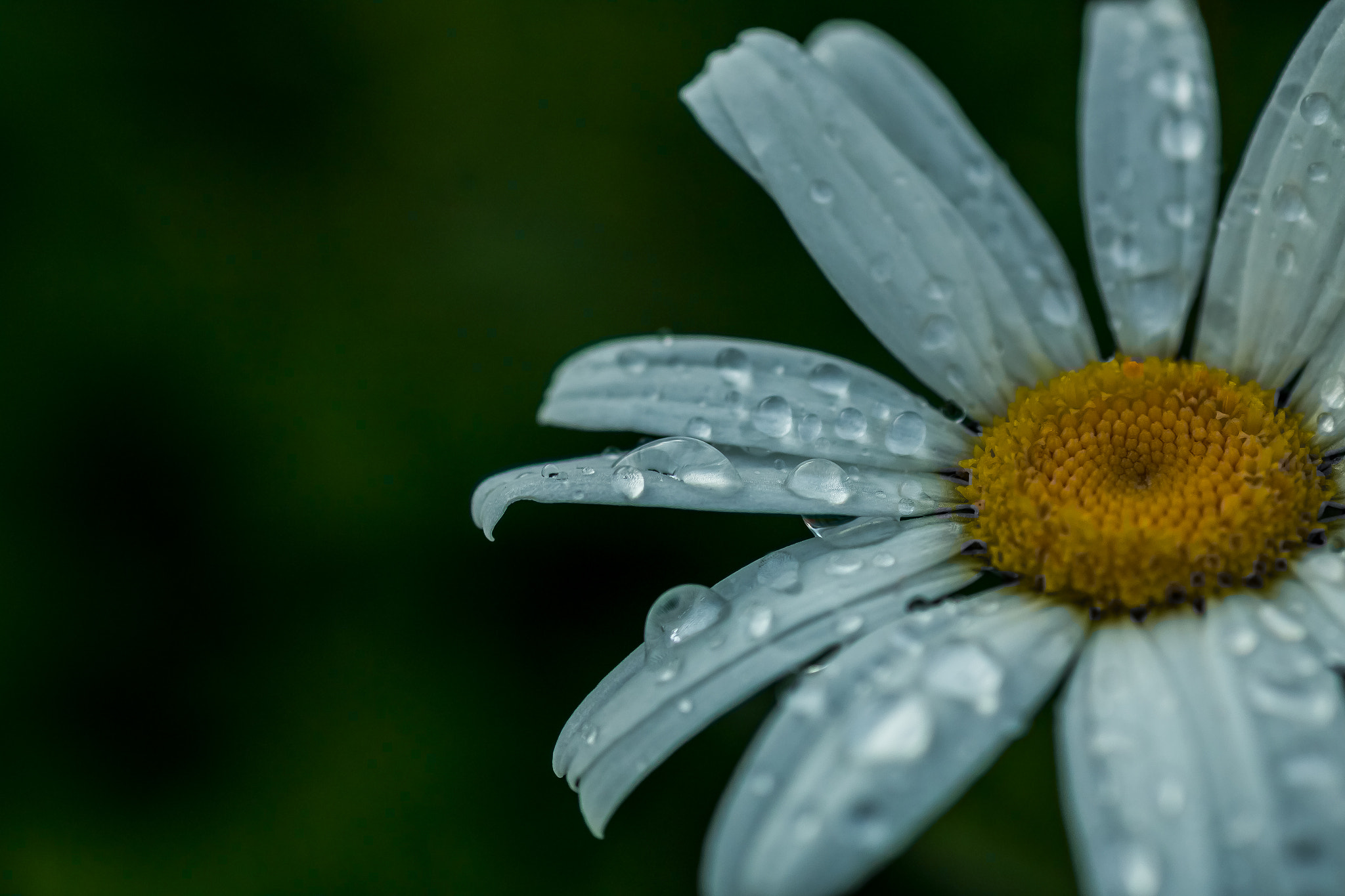 Canon EOS 70D + Tamron SP AF 90mm F2.8 Di Macro sample photo. Diamonds in the sun photography