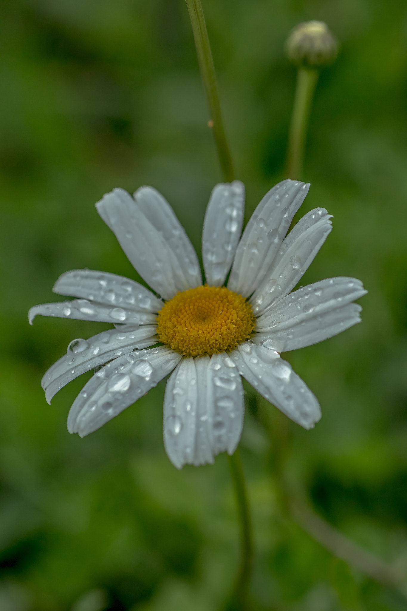 Canon EOS 70D + Tamron SP AF 90mm F2.8 Di Macro sample photo. Diamonds in the sun photography