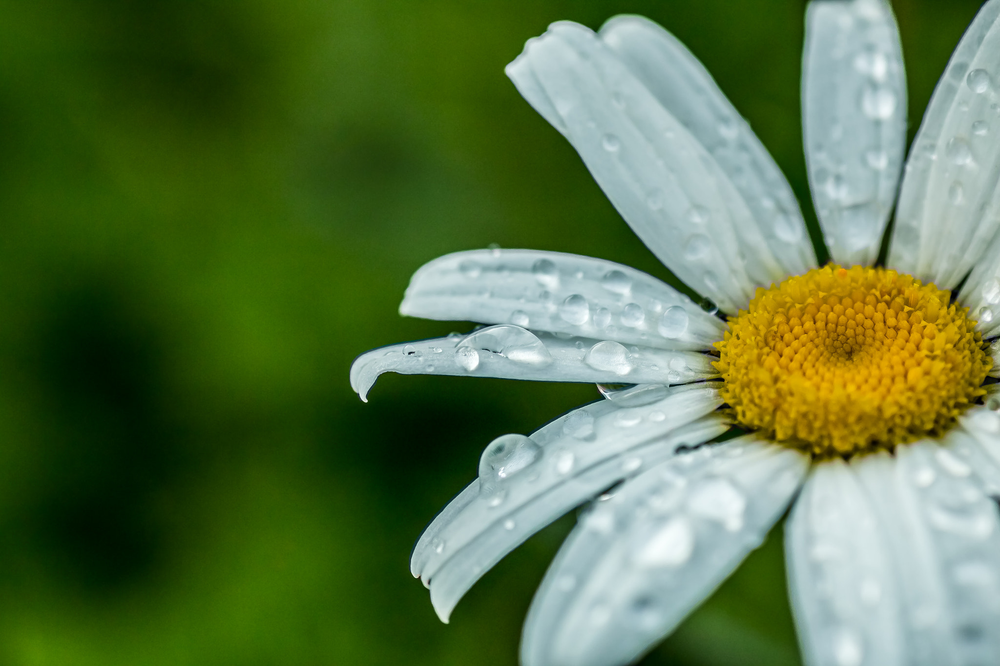 Canon EOS 70D + Tamron SP AF 90mm F2.8 Di Macro sample photo. Diamonds in the sun photography