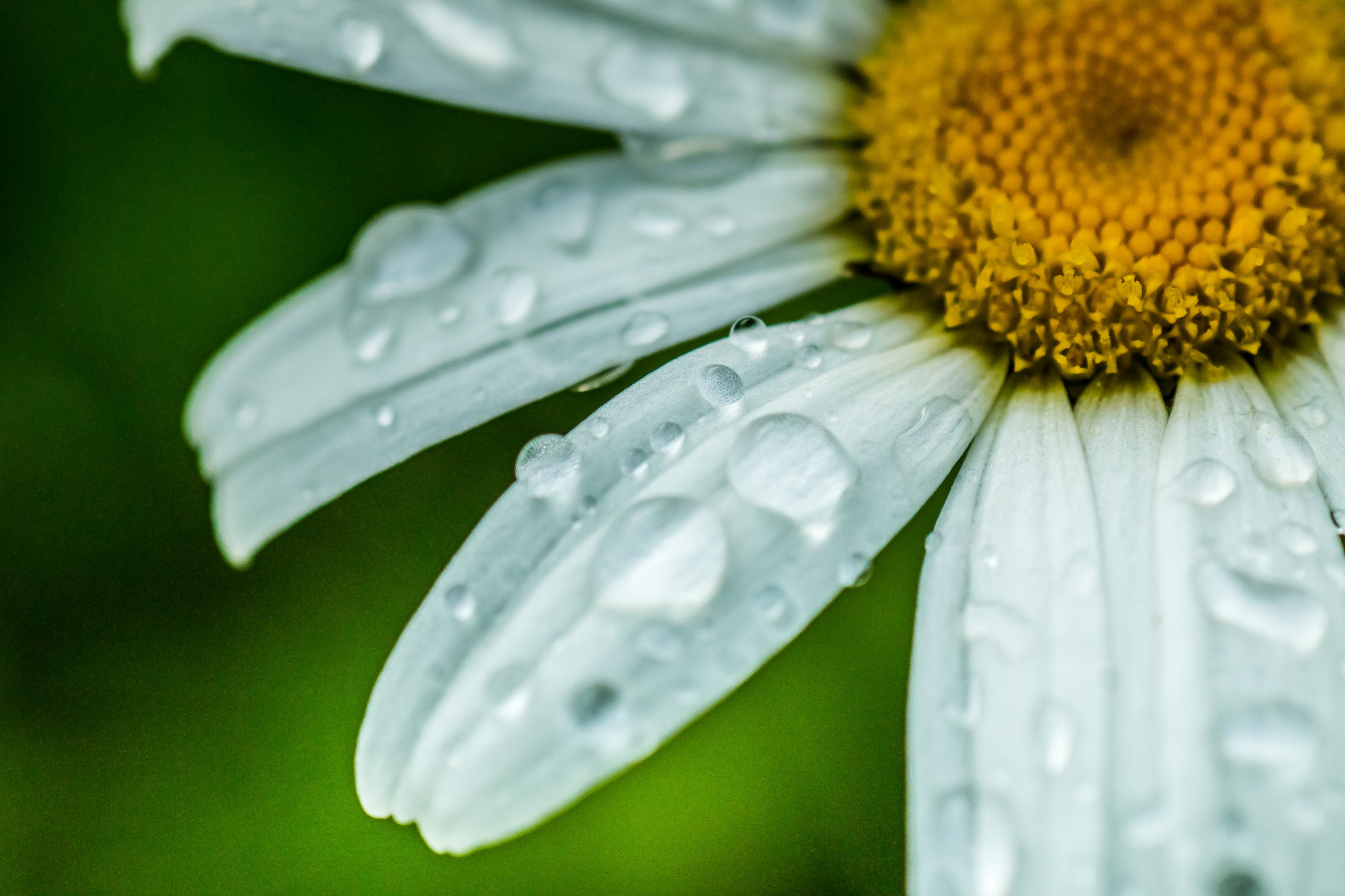 Canon EOS 70D + Tamron SP AF 90mm F2.8 Di Macro sample photo. Diamonds in the sun photography