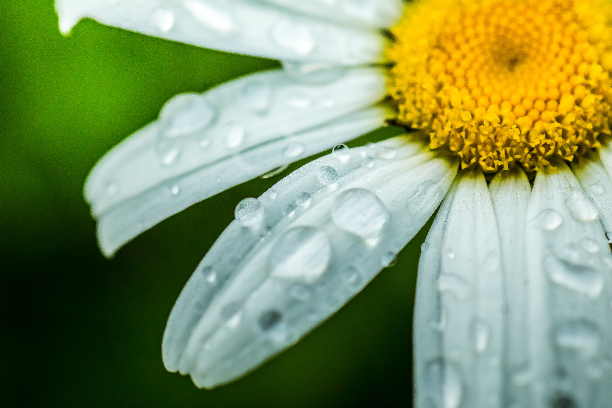 Canon EOS 70D + Tamron SP AF 90mm F2.8 Di Macro sample photo. Diamonds in the sun photography