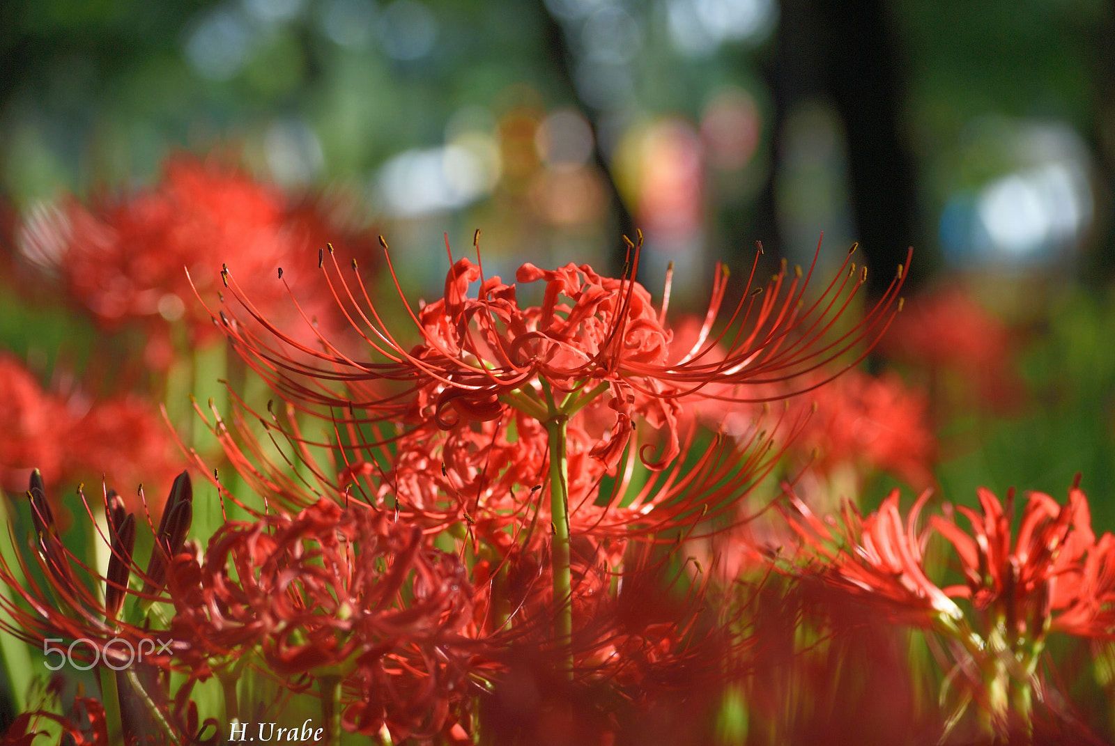 Nikon D200 sample photo. Full bloom of equinox flower photography