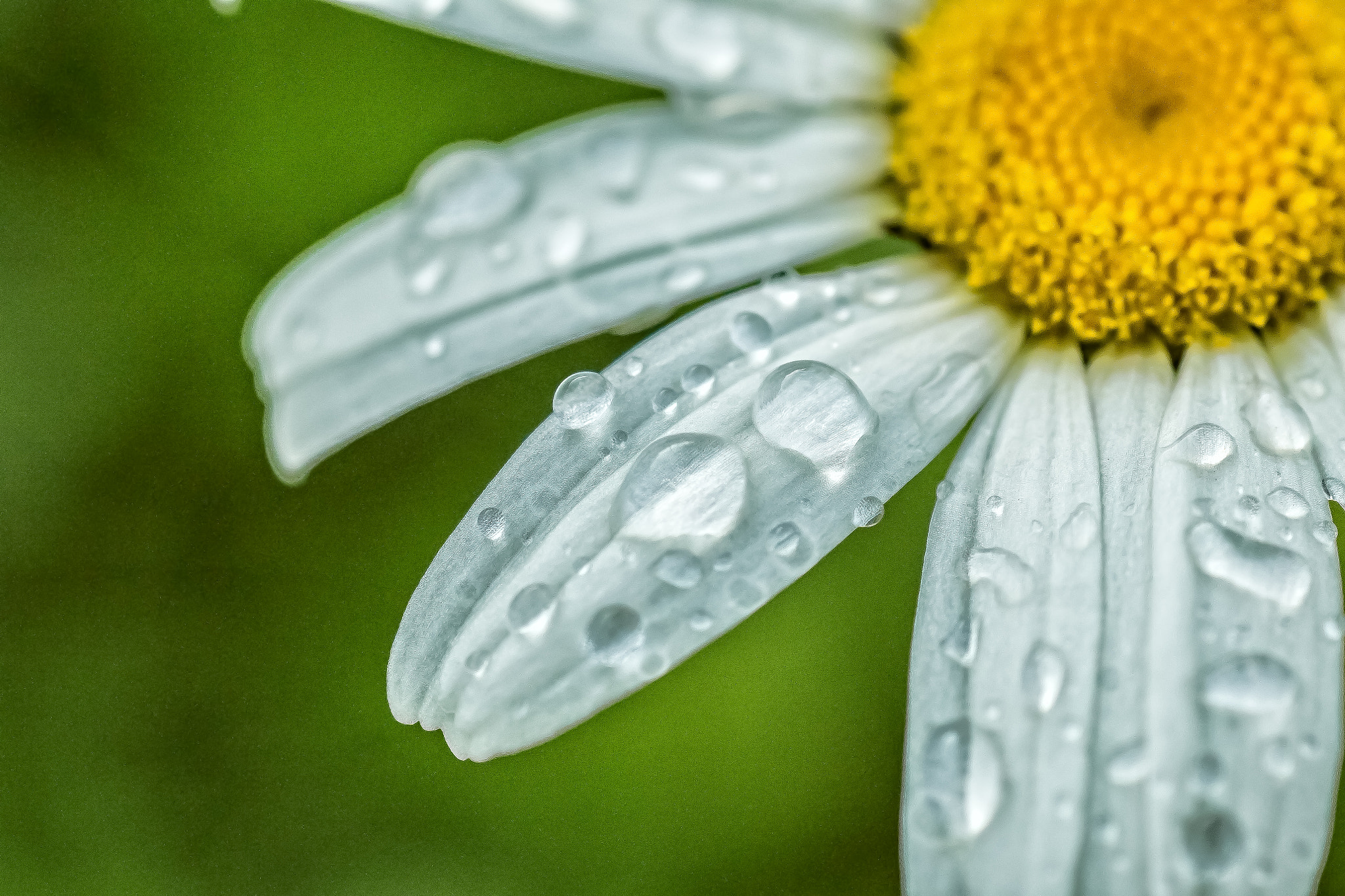 Canon EOS 70D + Tamron SP AF 90mm F2.8 Di Macro sample photo. Diamonds in the sun photography