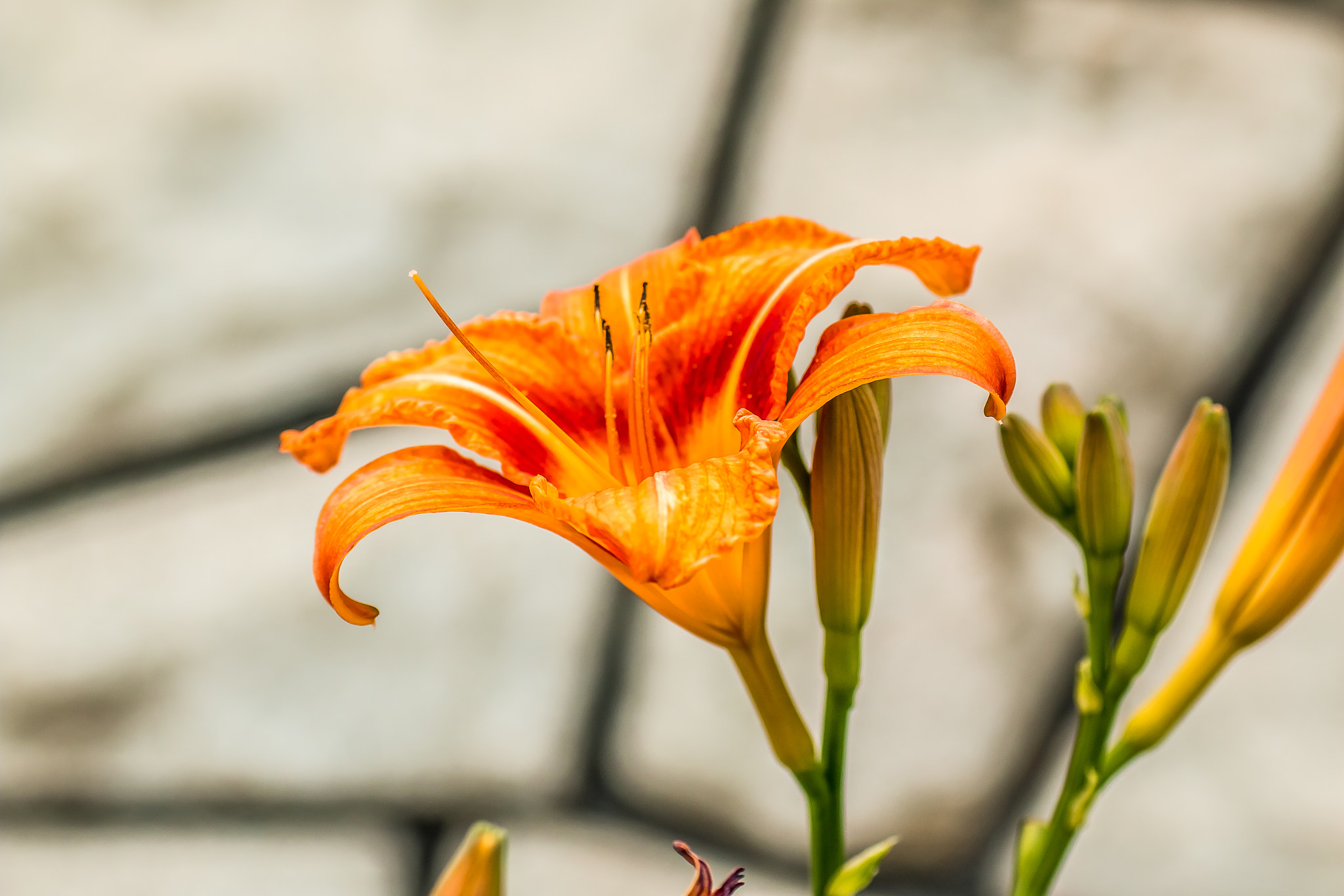 Canon EOS 70D + Tamron SP AF 90mm F2.8 Di Macro sample photo. Day lily photography