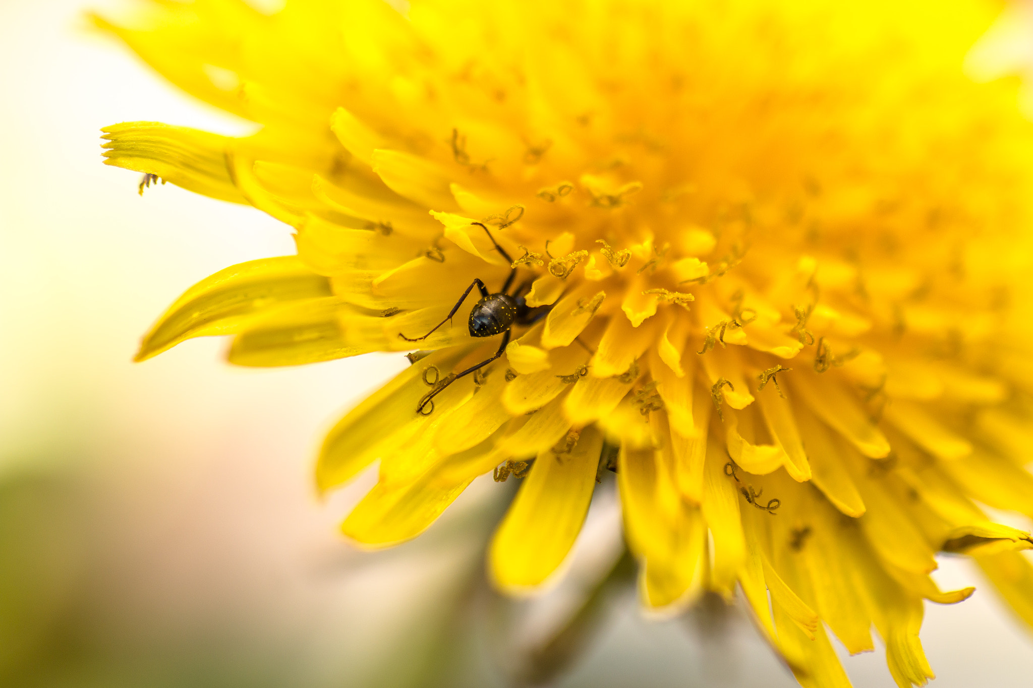 Tamron SP AF 90mm F2.8 Di Macro sample photo. Cover me, i'm going in! photography