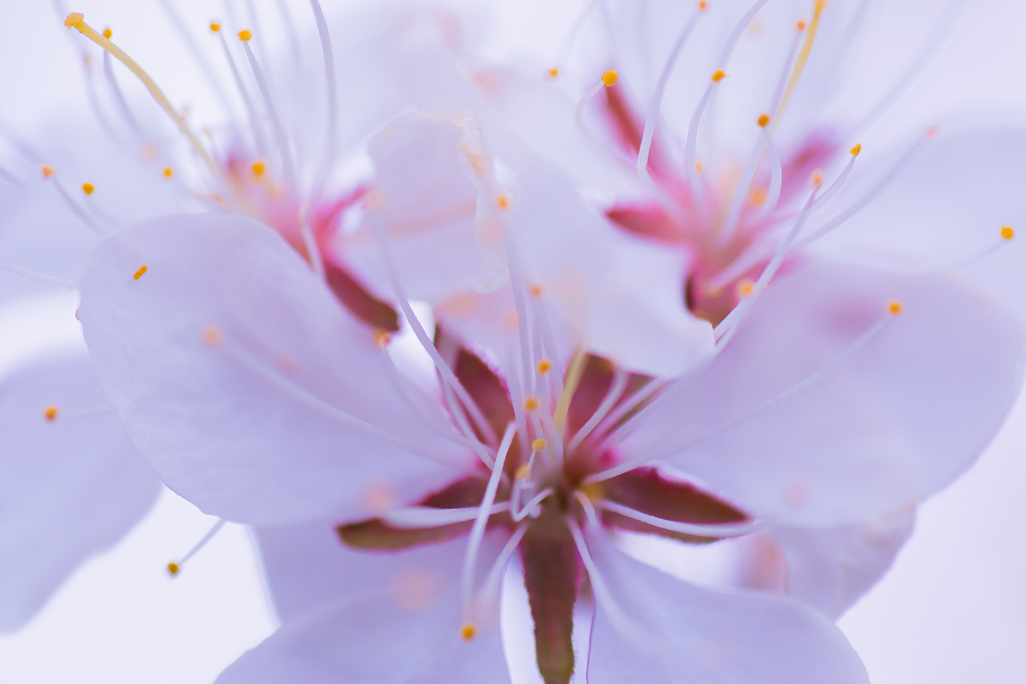 Tamron SP AF 90mm F2.8 Di Macro sample photo. Apple blossom of my eye photography