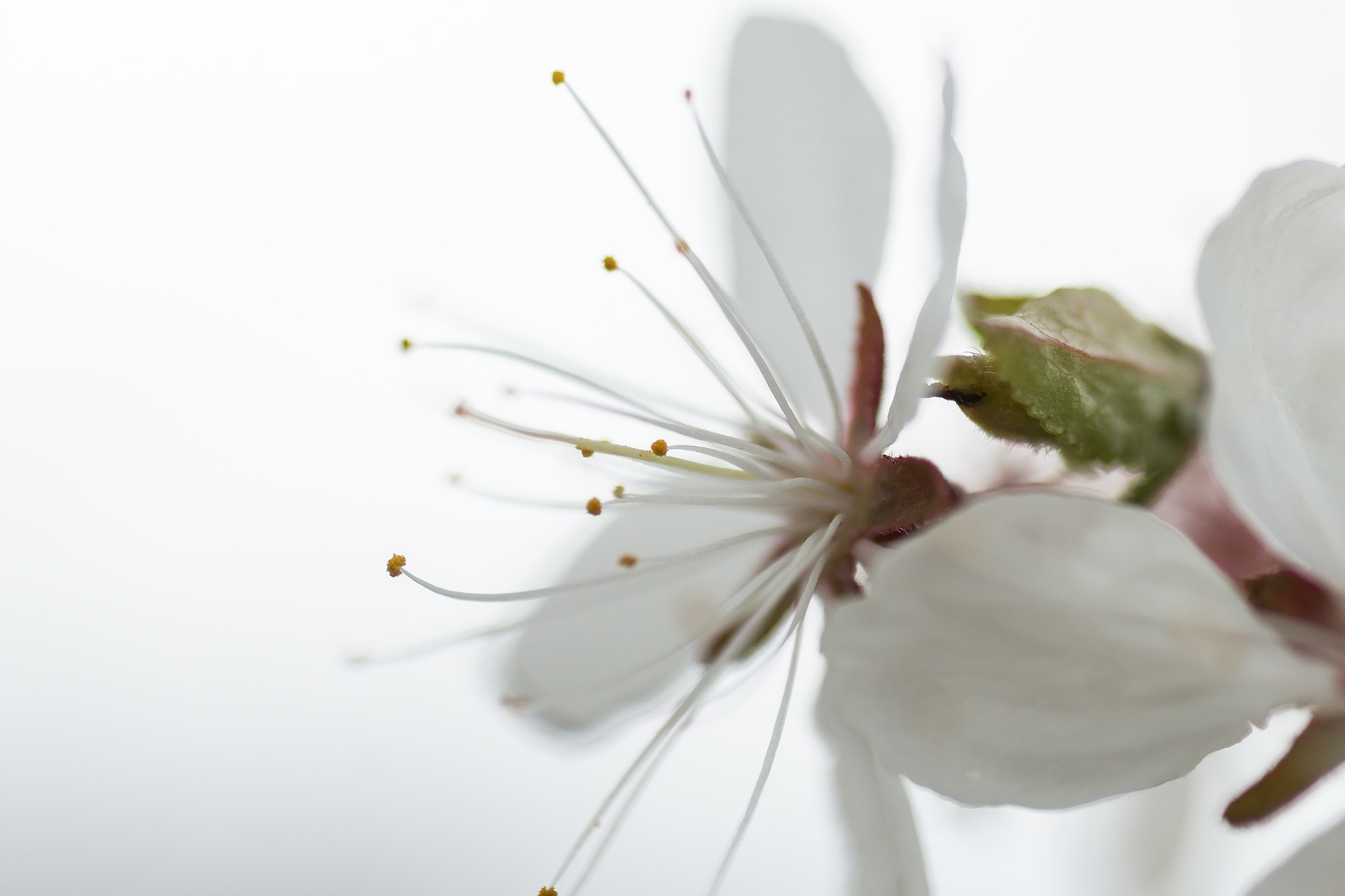 Tamron SP AF 90mm F2.8 Di Macro sample photo. Apple blossom of my eye photography