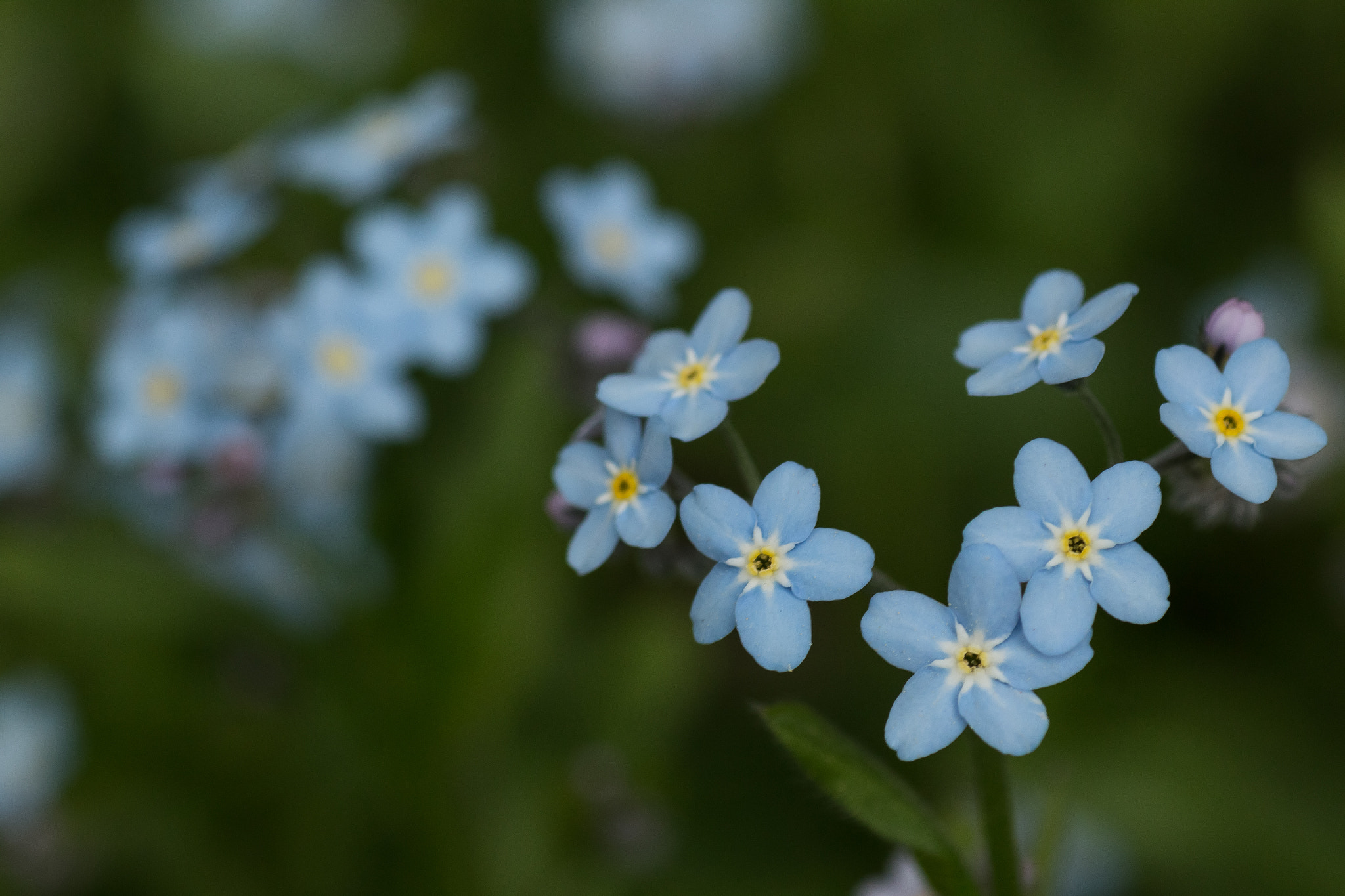 Canon EOS 70D + Tamron SP AF 90mm F2.8 Di Macro sample photo. Forget me not photography