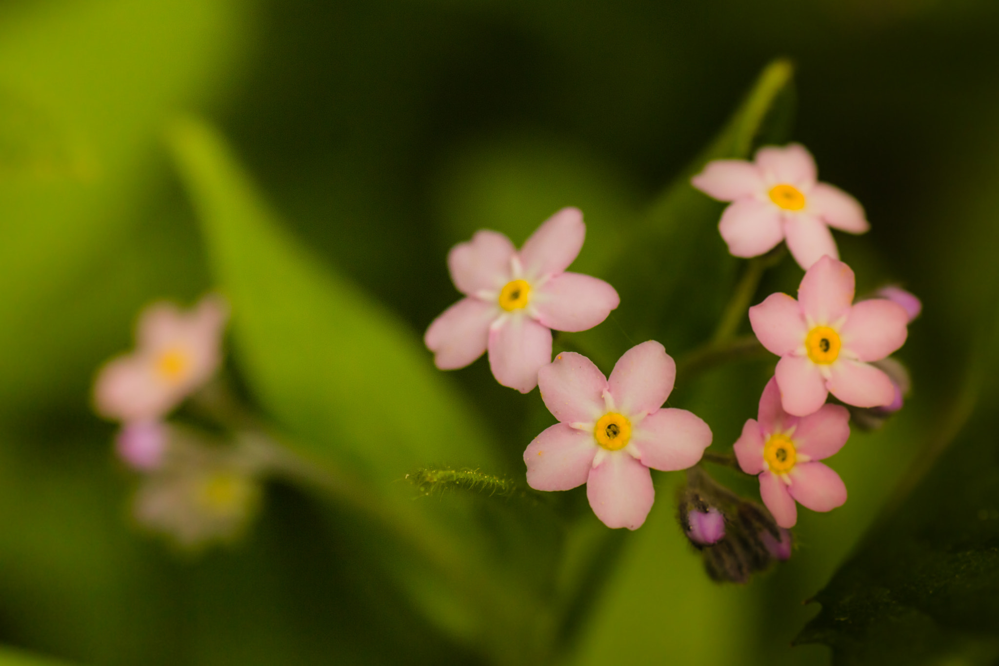 Tamron SP AF 90mm F2.8 Di Macro sample photo. Forget me not photography