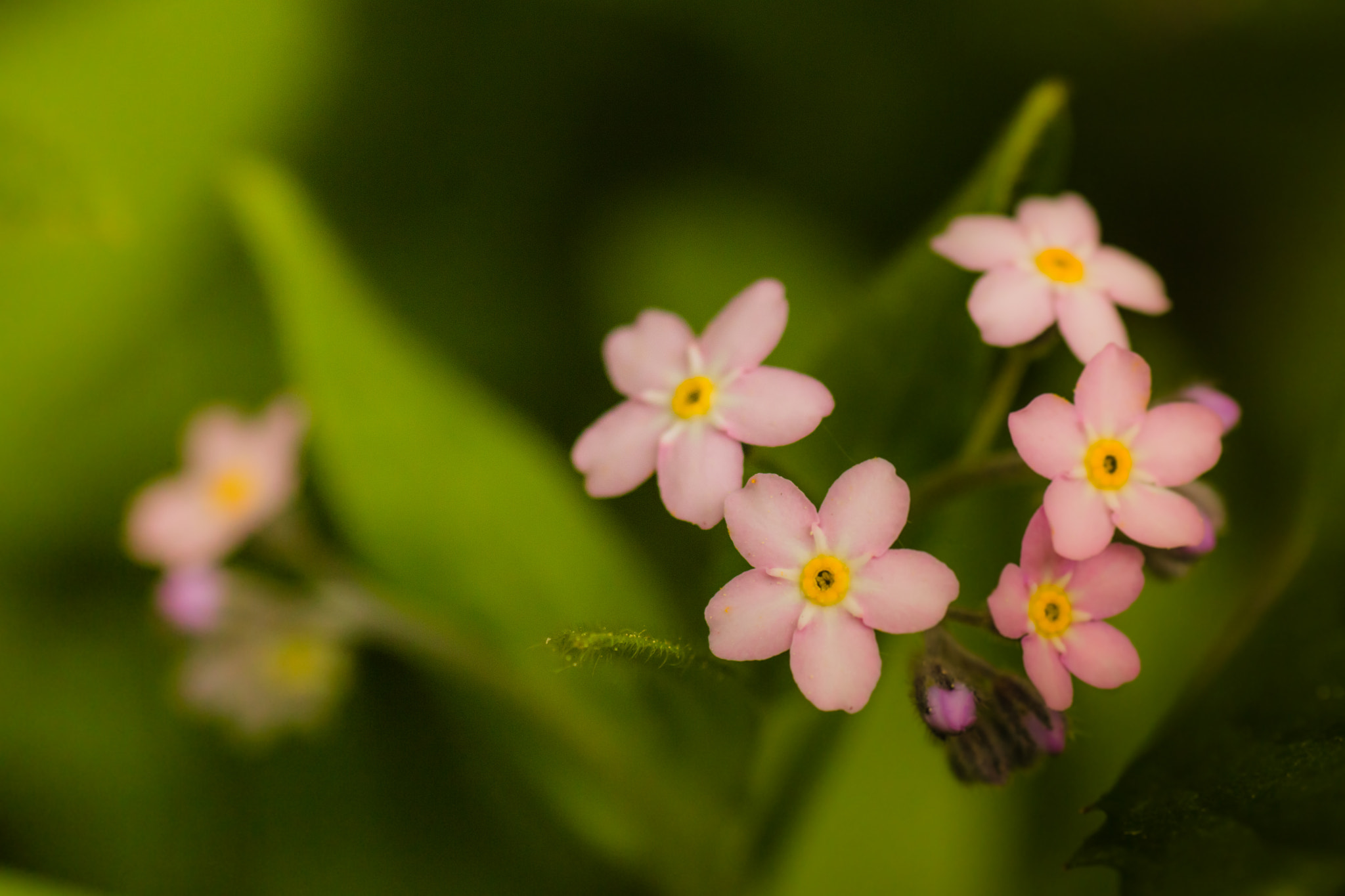 Canon EOS 70D + Tamron SP AF 90mm F2.8 Di Macro sample photo. Forget me not photography