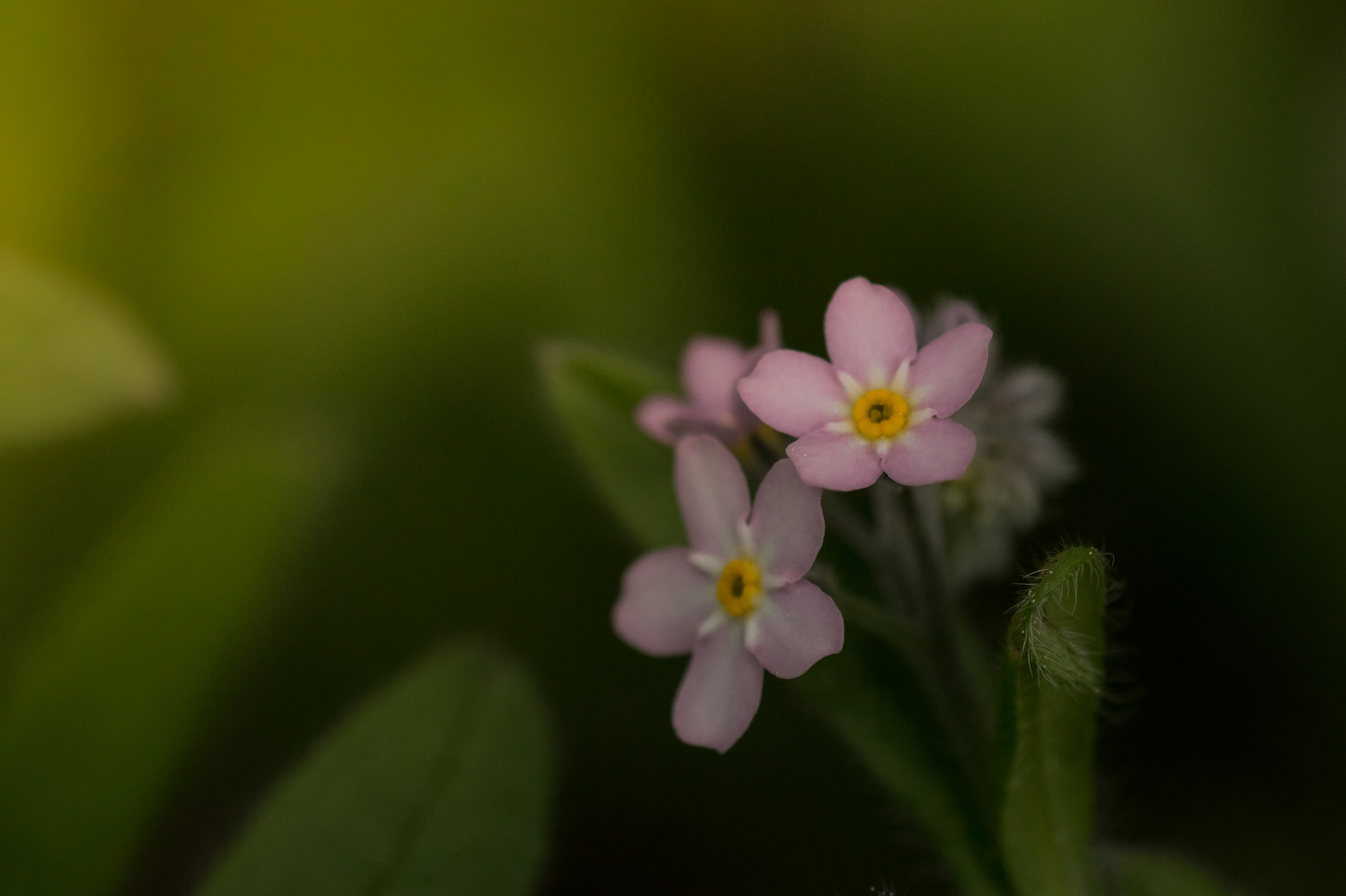 Tamron SP AF 90mm F2.8 Di Macro sample photo. Forget me not photography