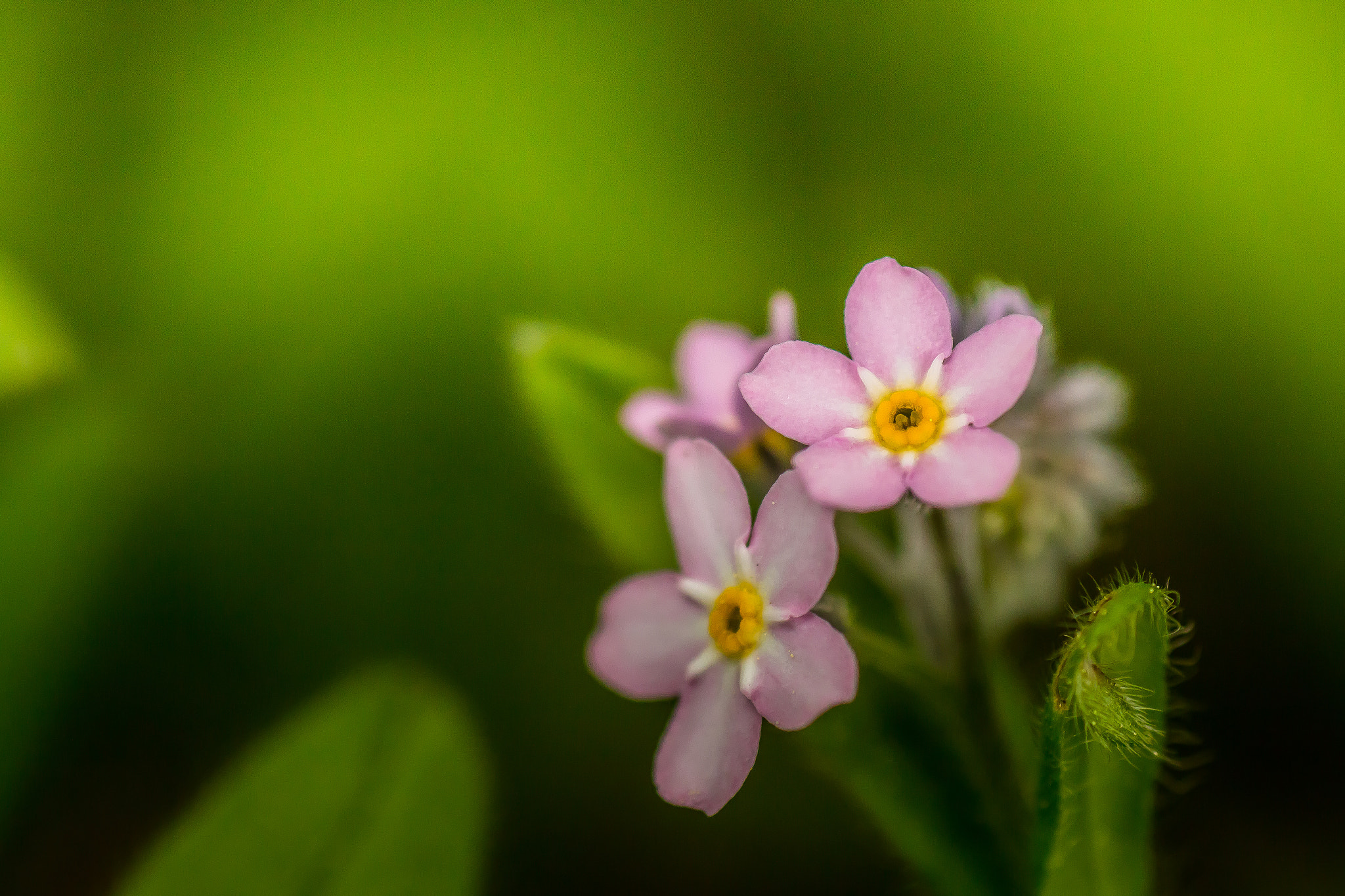 Canon EOS 70D + Tamron SP AF 90mm F2.8 Di Macro sample photo. Forget me not photography