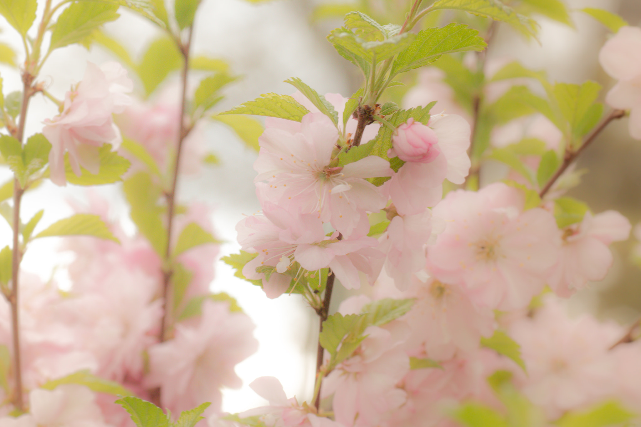 Canon EOS 70D + Tamron SP AF 90mm F2.8 Di Macro sample photo. Beau bougainvillea photography