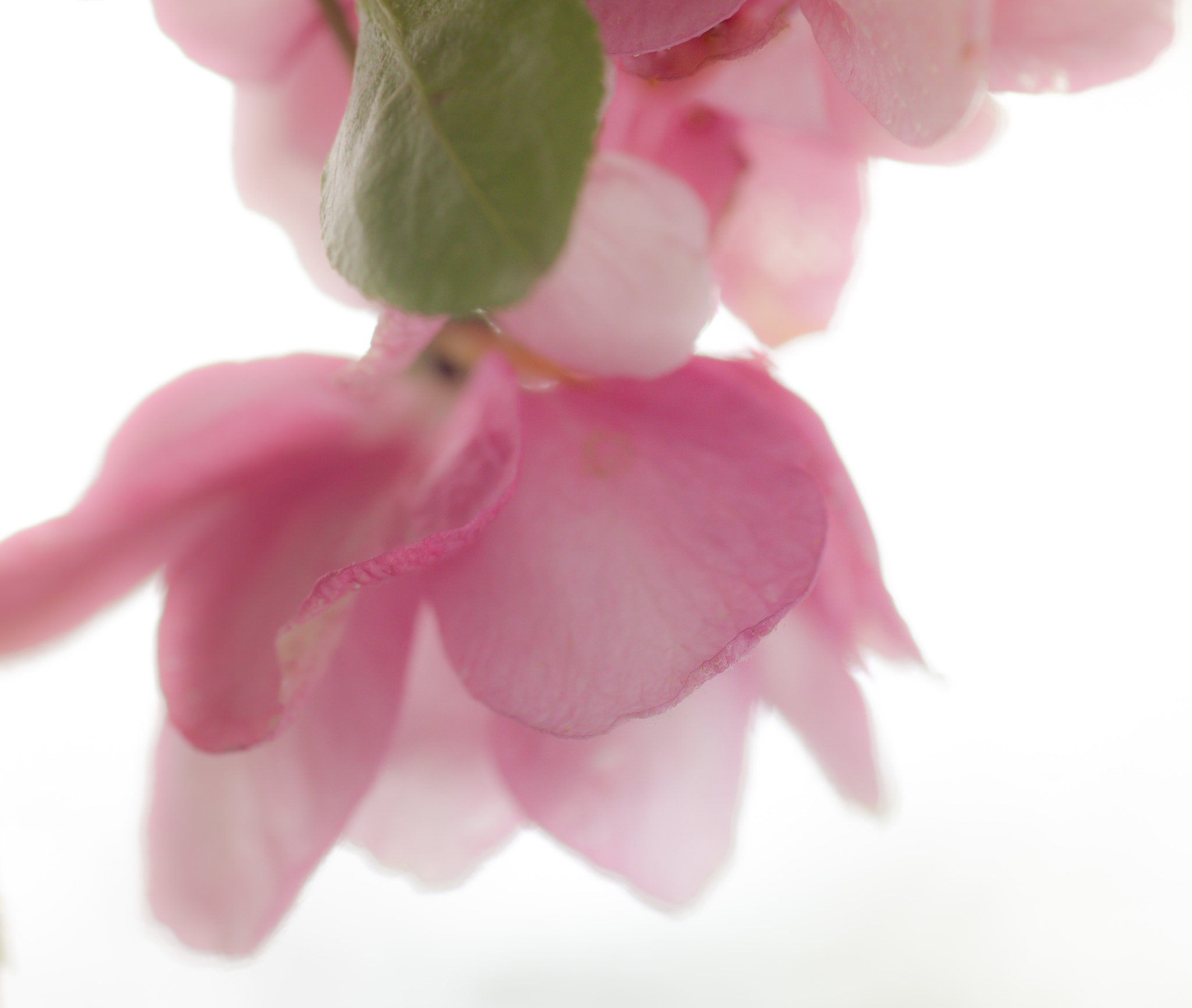 Tamron SP AF 90mm F2.8 Di Macro sample photo. Delicate pinks photography
