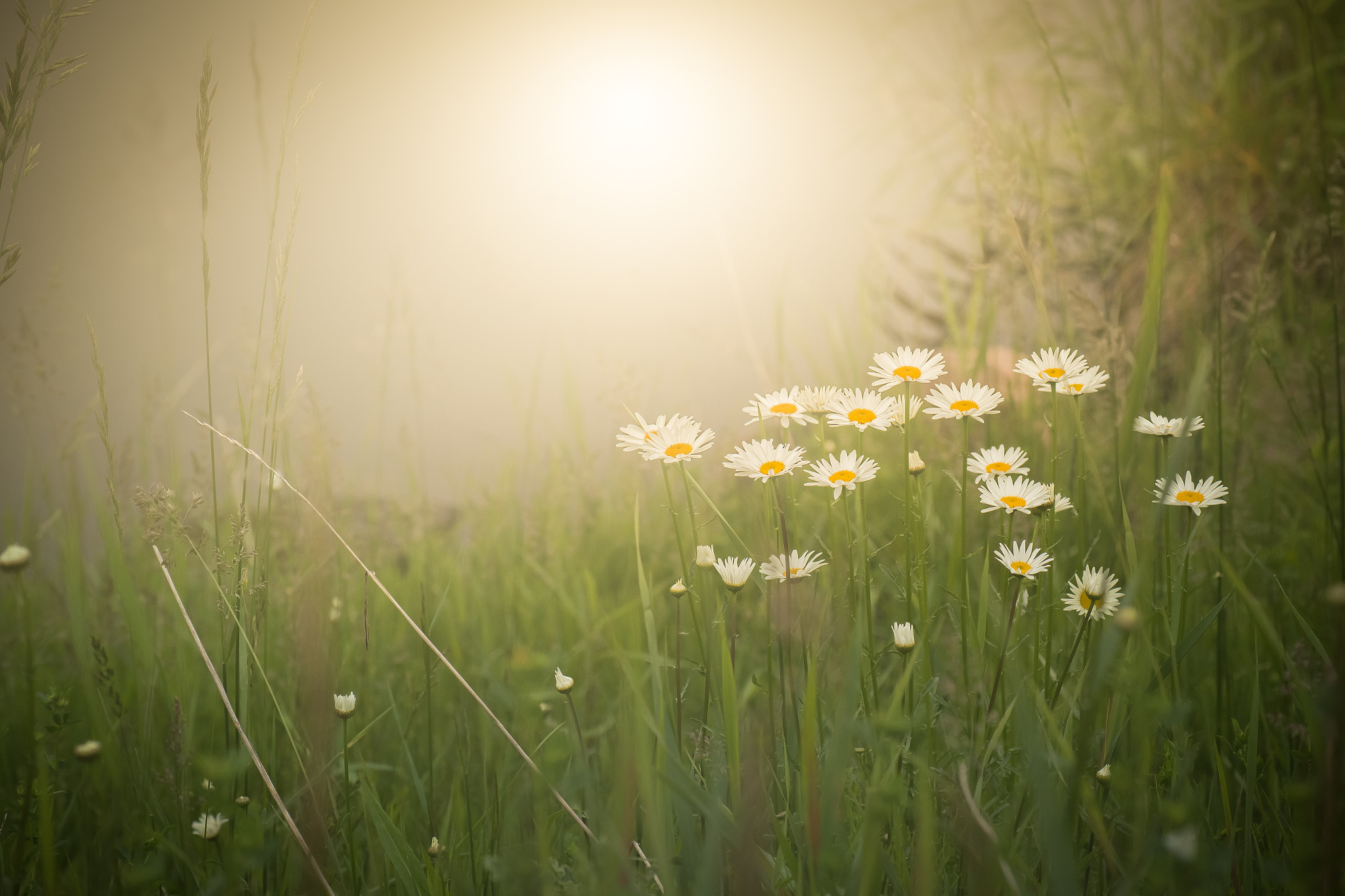Tamron SP AF 90mm F2.8 Di Macro sample photo. Summer glow photography
