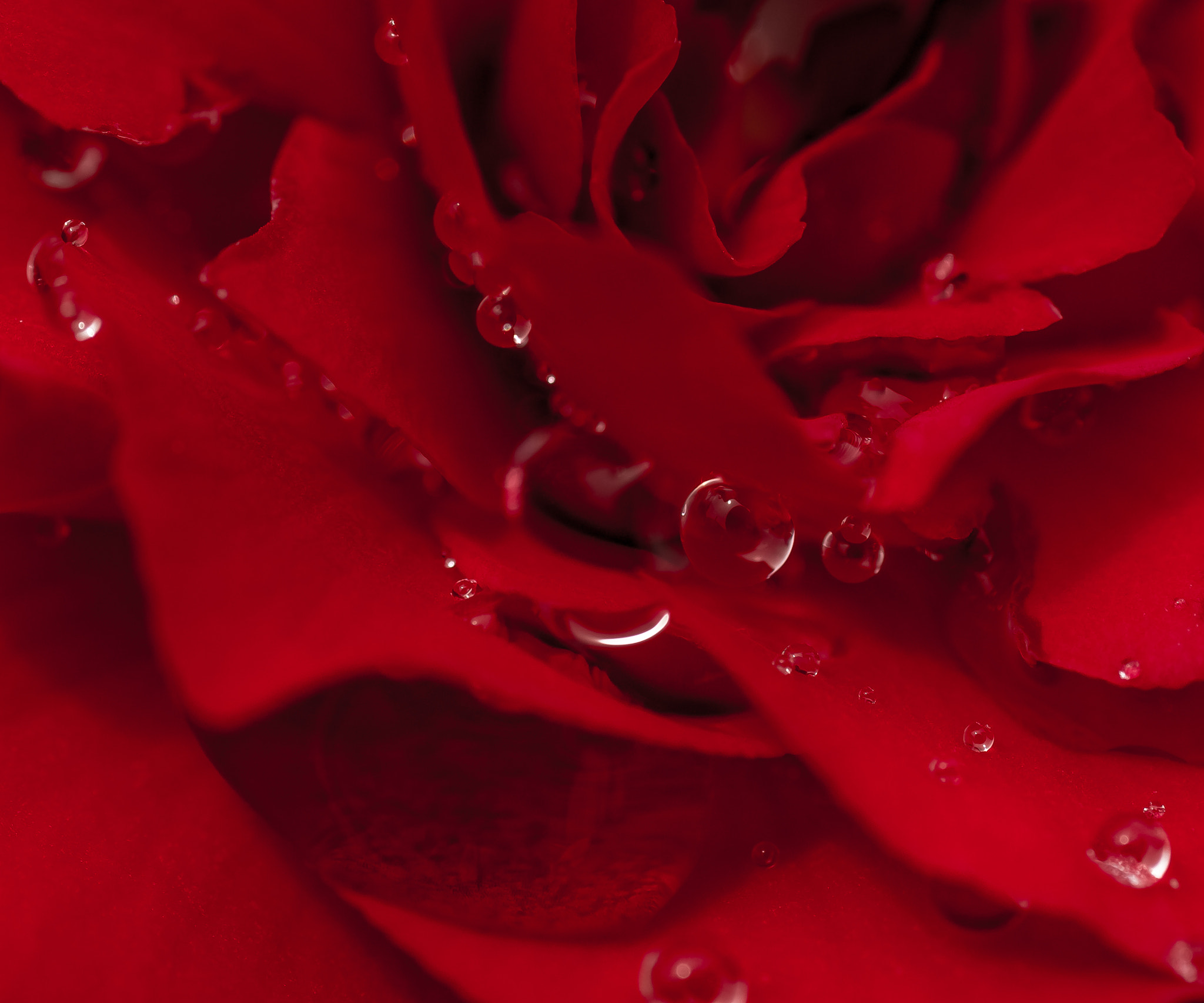 Canon EOS 70D + Tamron SP AF 90mm F2.8 Di Macro sample photo. Red velvet photography