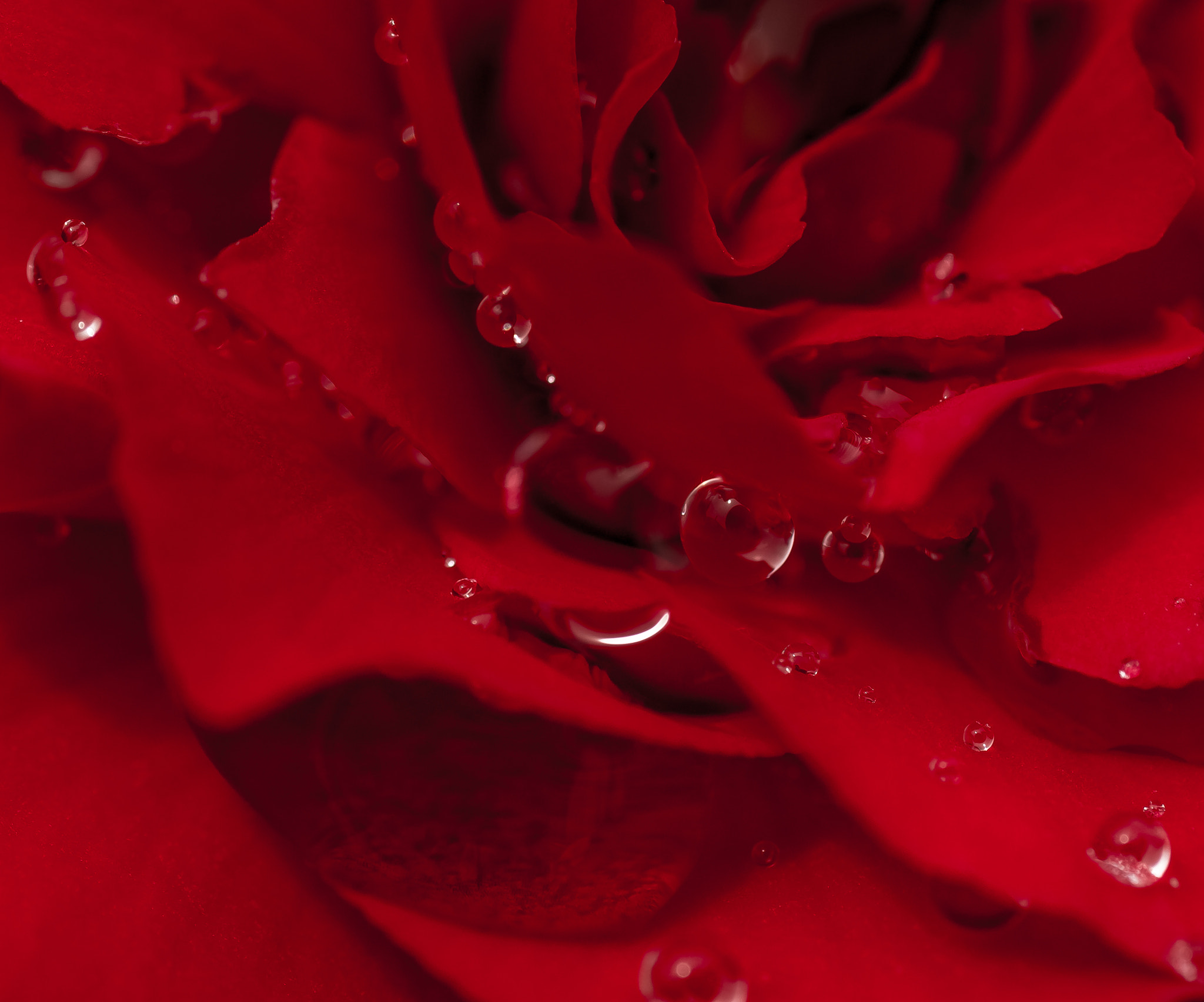Tamron SP AF 90mm F2.8 Di Macro sample photo. Red velvet photography