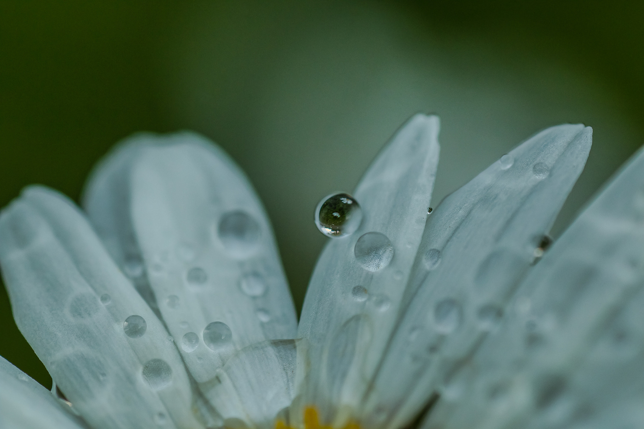 Canon EOS 70D + Tamron SP AF 90mm F2.8 Di Macro sample photo. Tiny moments photography