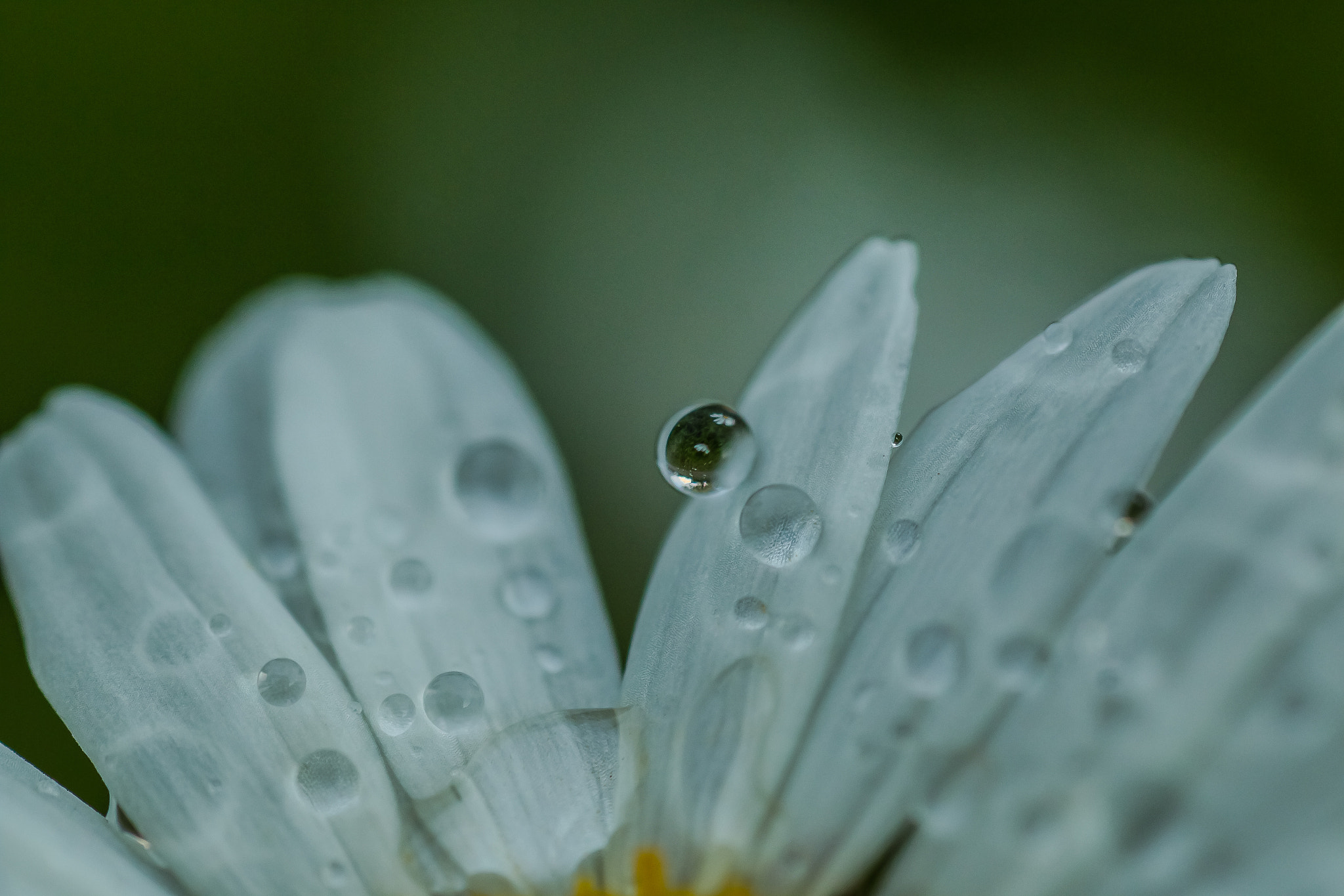 Tamron SP AF 90mm F2.8 Di Macro sample photo. Tiny moments photography
