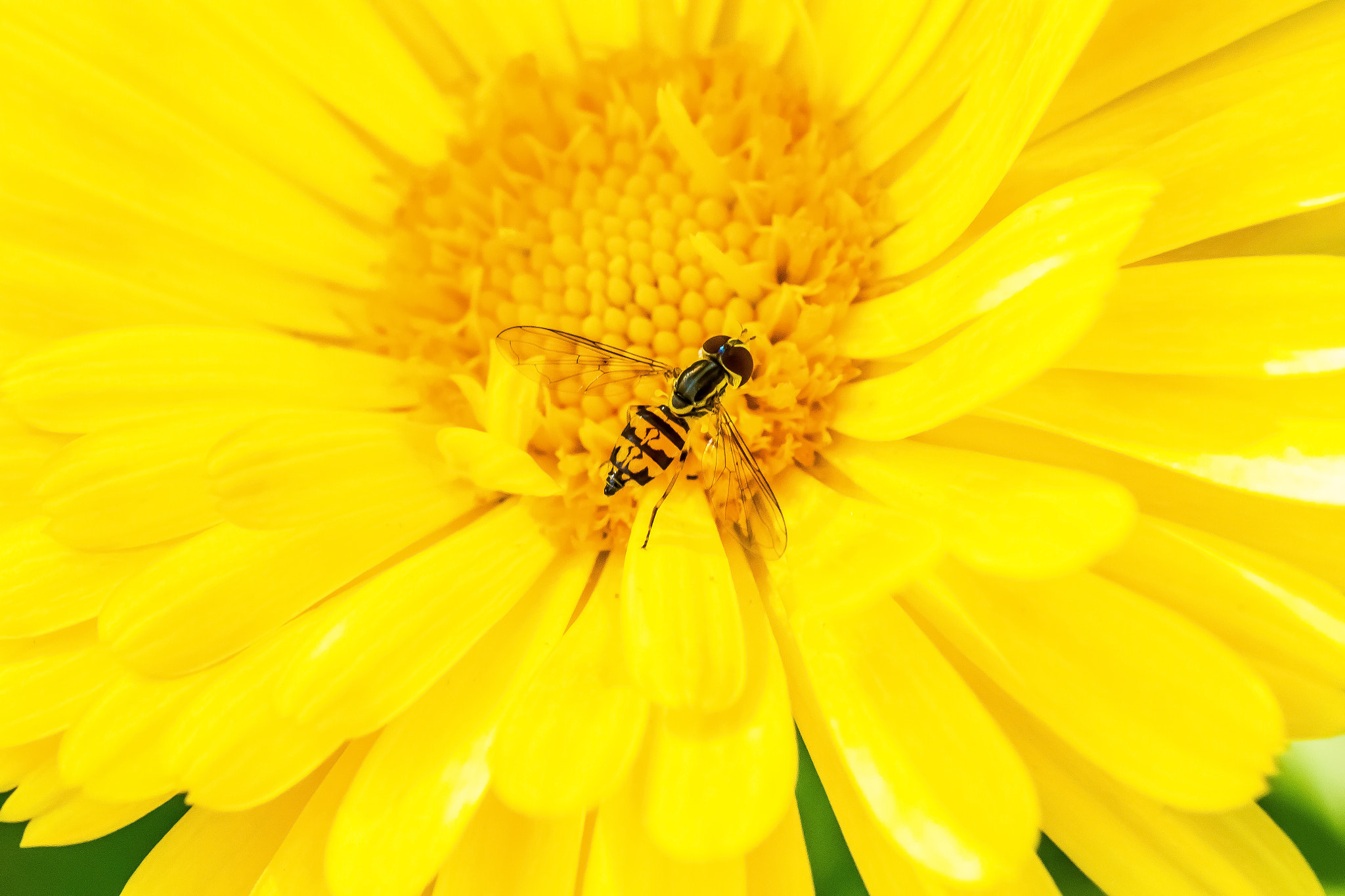 Canon EOS 70D + Tamron SP AF 90mm F2.8 Di Macro sample photo. Bursting with yellow photography