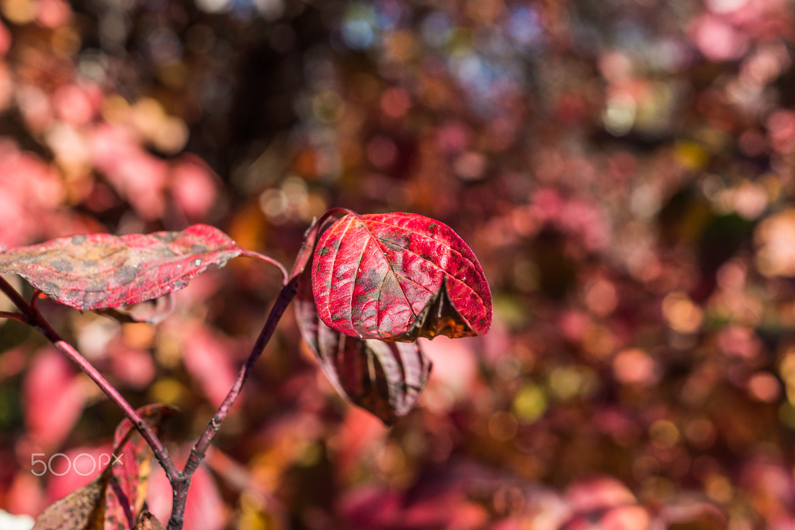 Sony SLT-A77 sample photo. Autumn photography