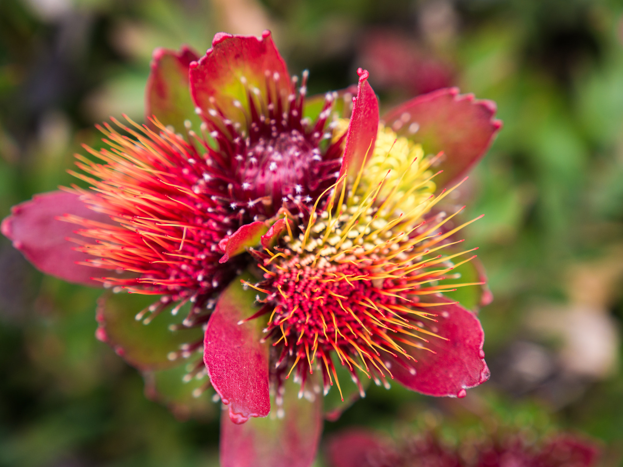 Panasonic Lumix DMC-G7 sample photo. Flower mount tomah botanical gardens blue mountains photography